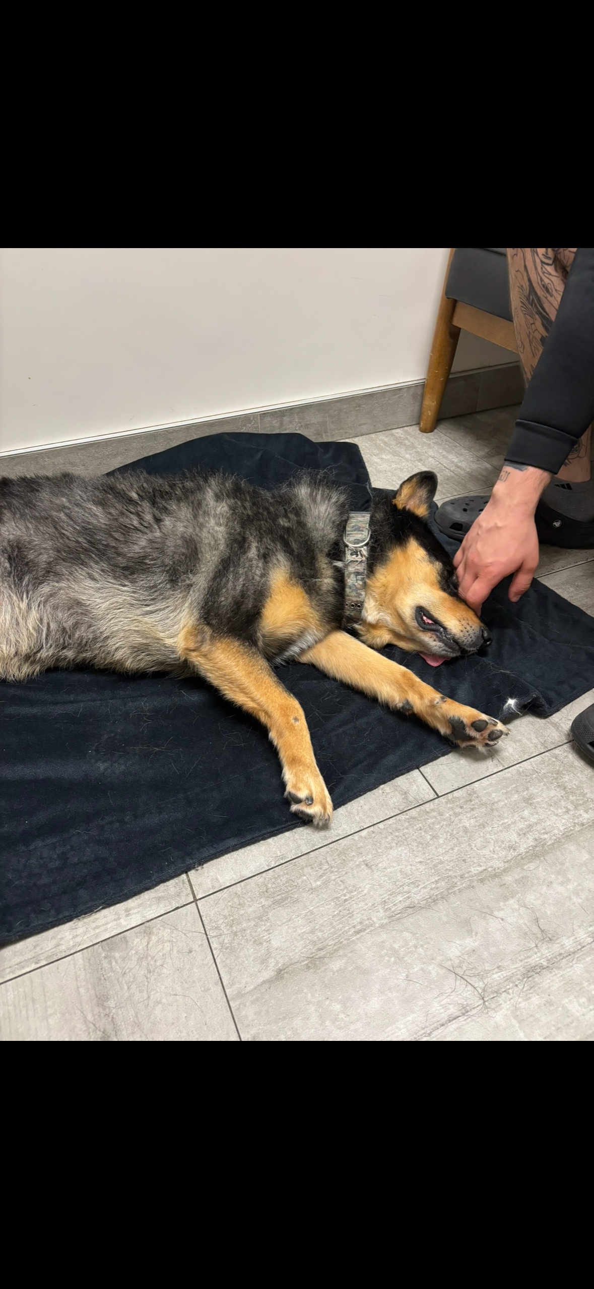Sam's Emergency Vet Fund Needs You campaign photo, 7 of 8