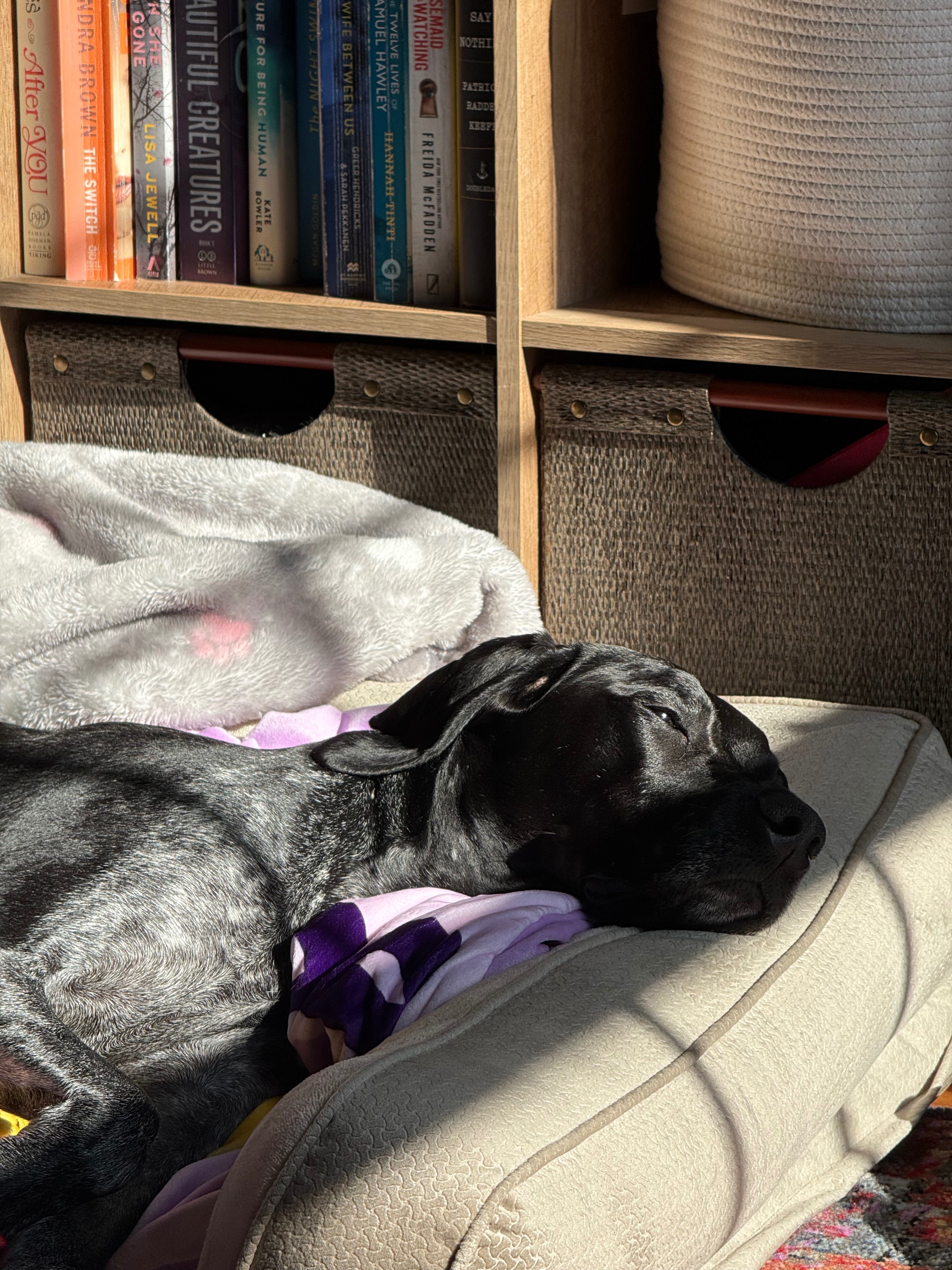 Nala's Journey to Recovery Needs Your Help campaign photo, 2 of 6