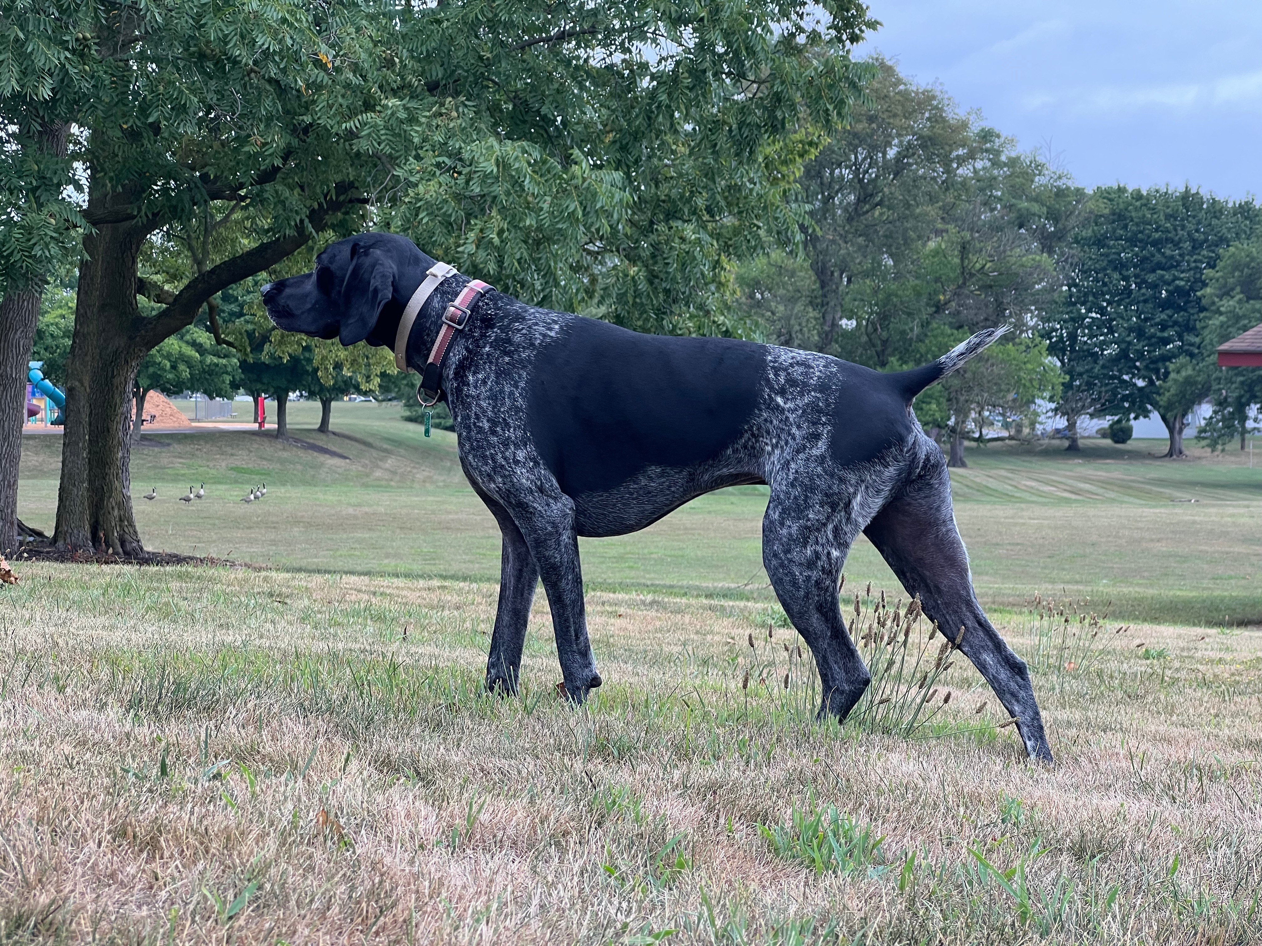 Nala's Journey to Recovery Needs Your Help campaign photo, 4 of 6
