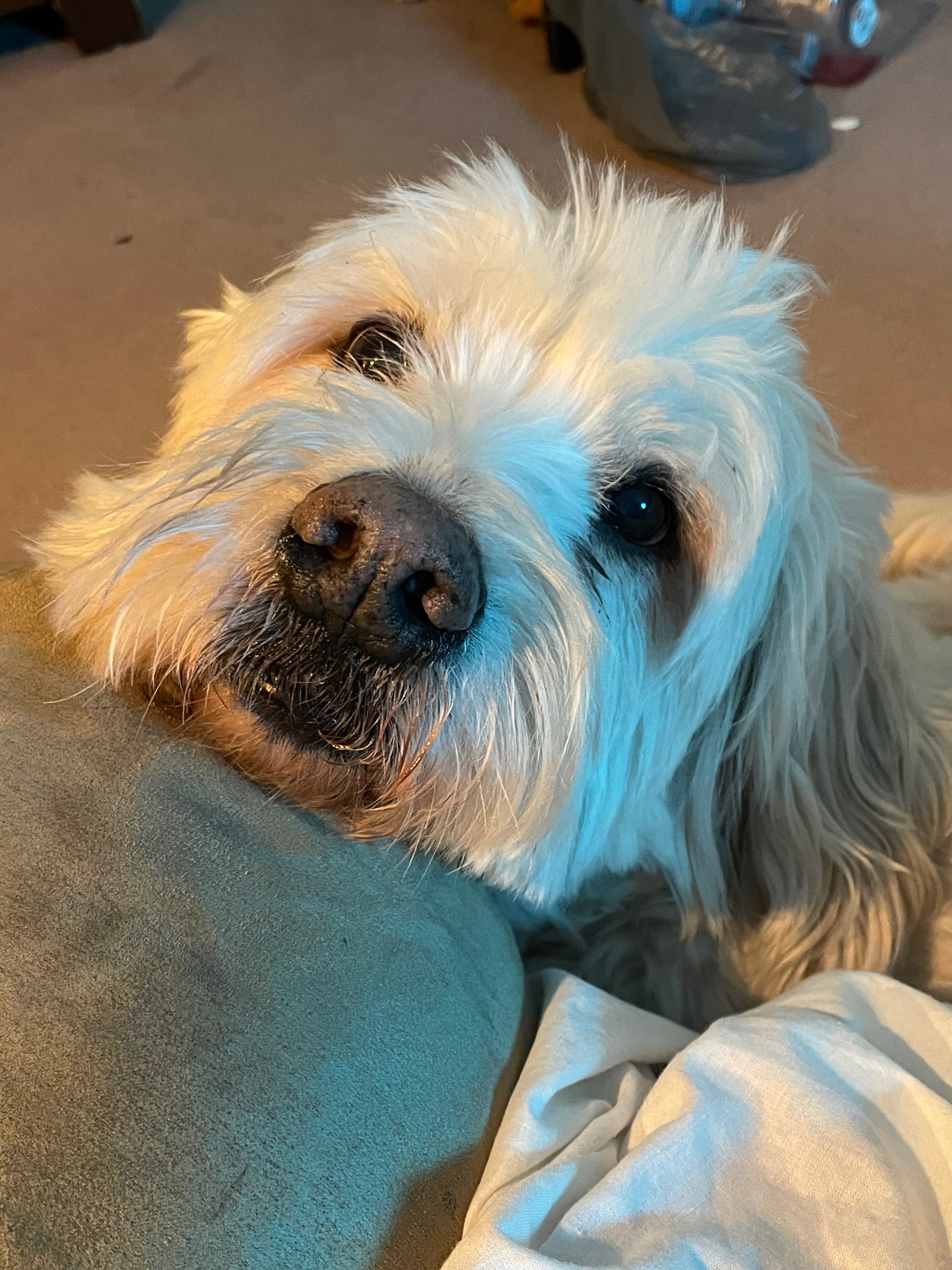 Aid for Alex: Vet Bills and Car Repairs campaign photo, 2 of 5