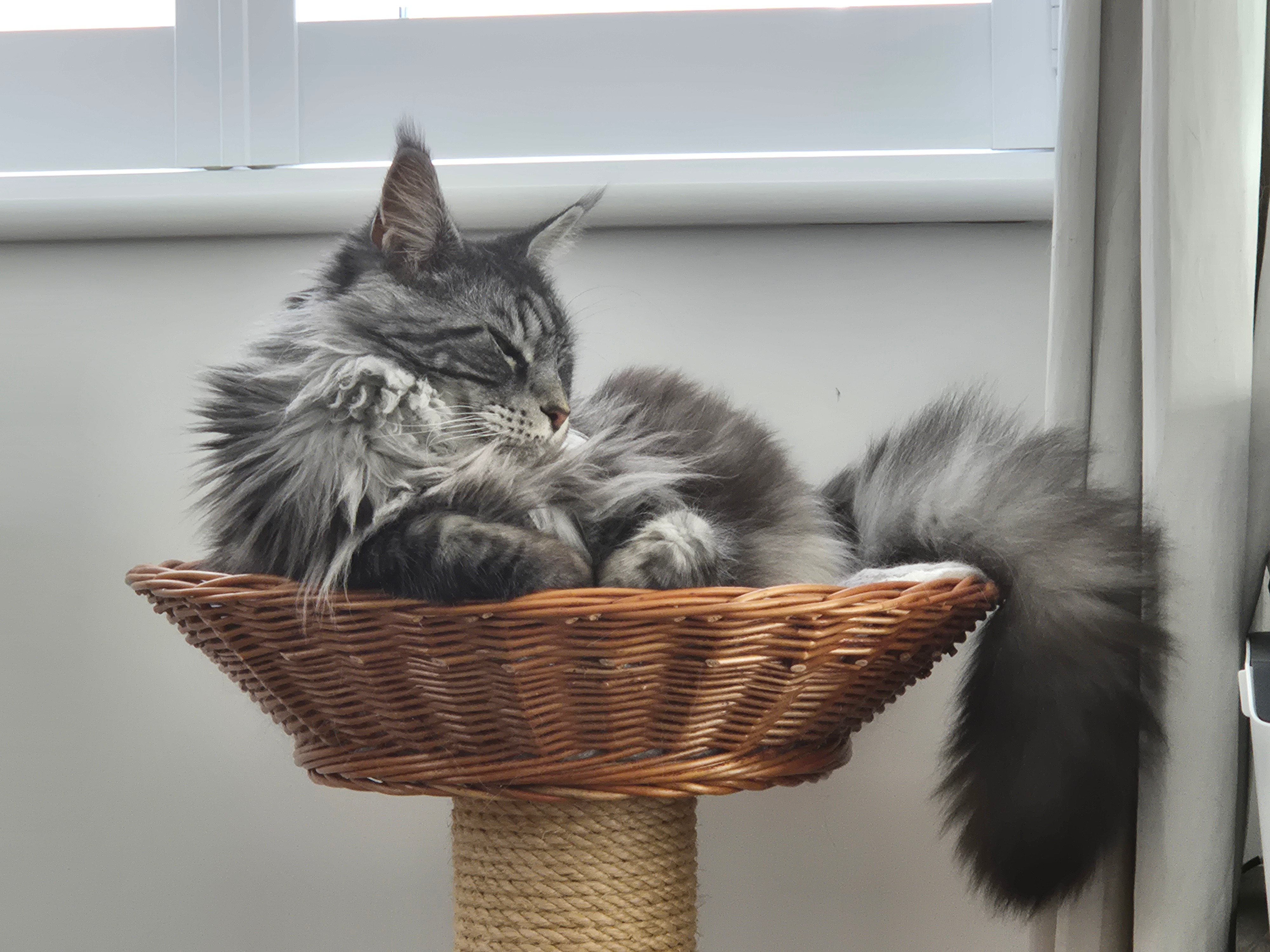 Frostie's Vet Bills campaign photo, 4 of 7