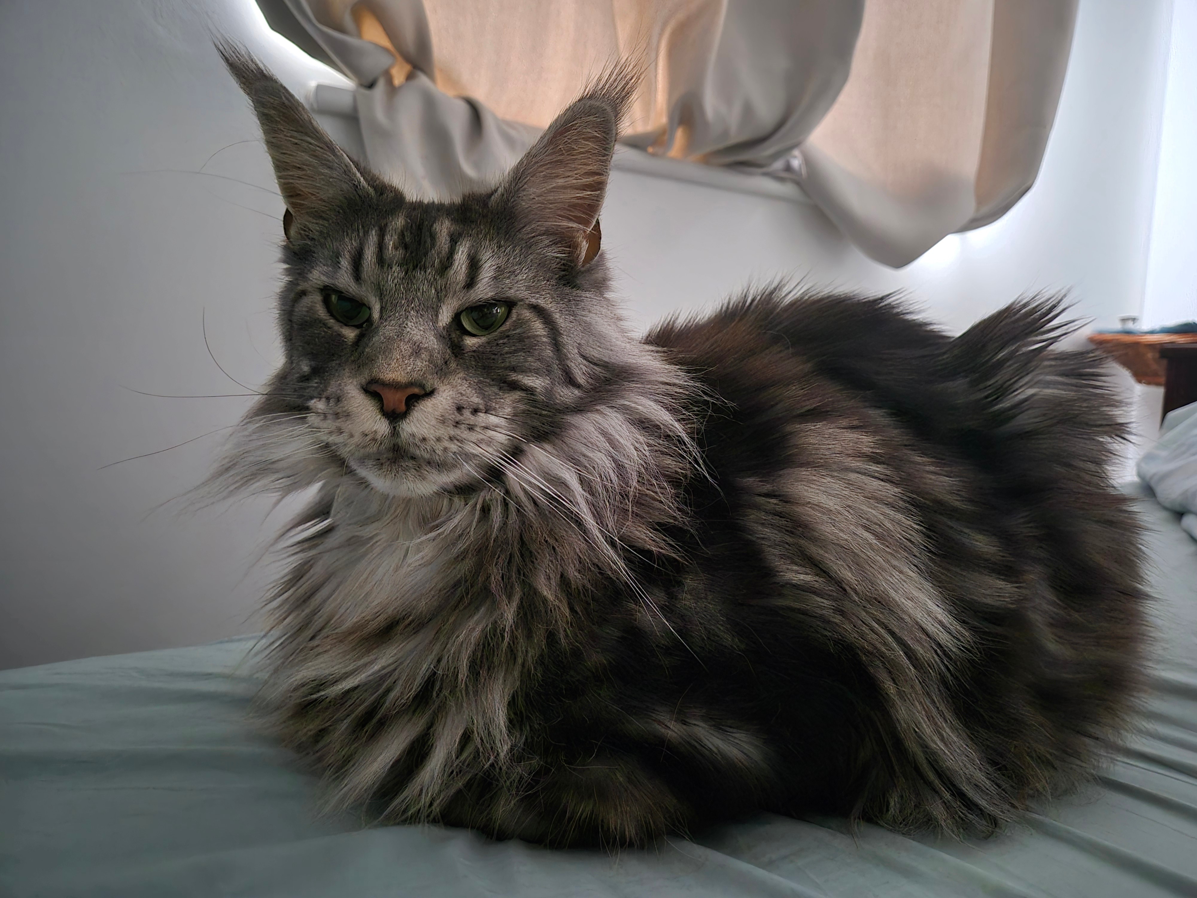 Frostie's Vet Bills campaign photo, 5 of 7
