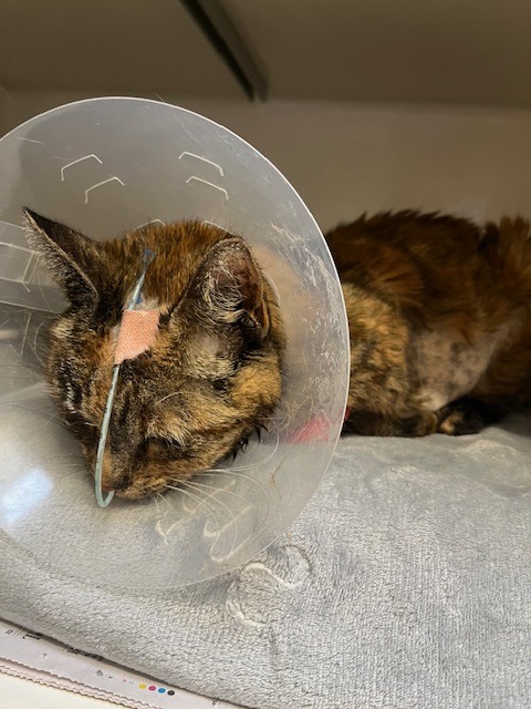 Help Us with Puddin’s Vet Bills campaign photo, 7 of 8