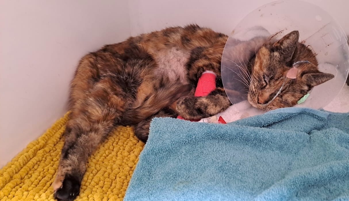 Help Us with Puddin’s Vet Bills campaign photo, 2 of 8