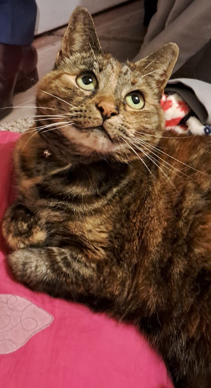 Help Us with Puddin’s Vet Bills campaign photo, 4 of 8