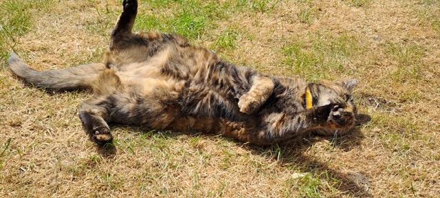 Help Us with Puddin’s Vet Bills campaign photo, 6 of 8