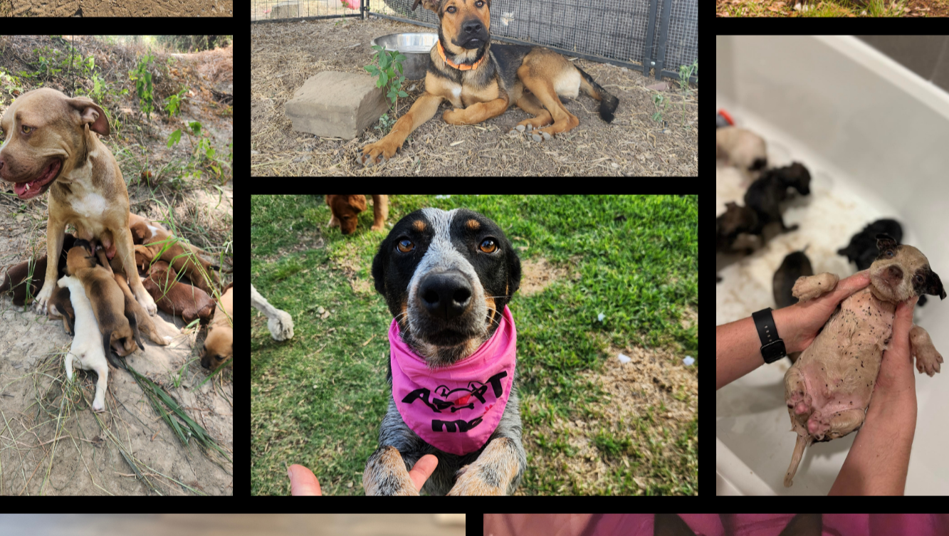 Help Us Save San Antonio’s Strays & Abandoned Animals! photo