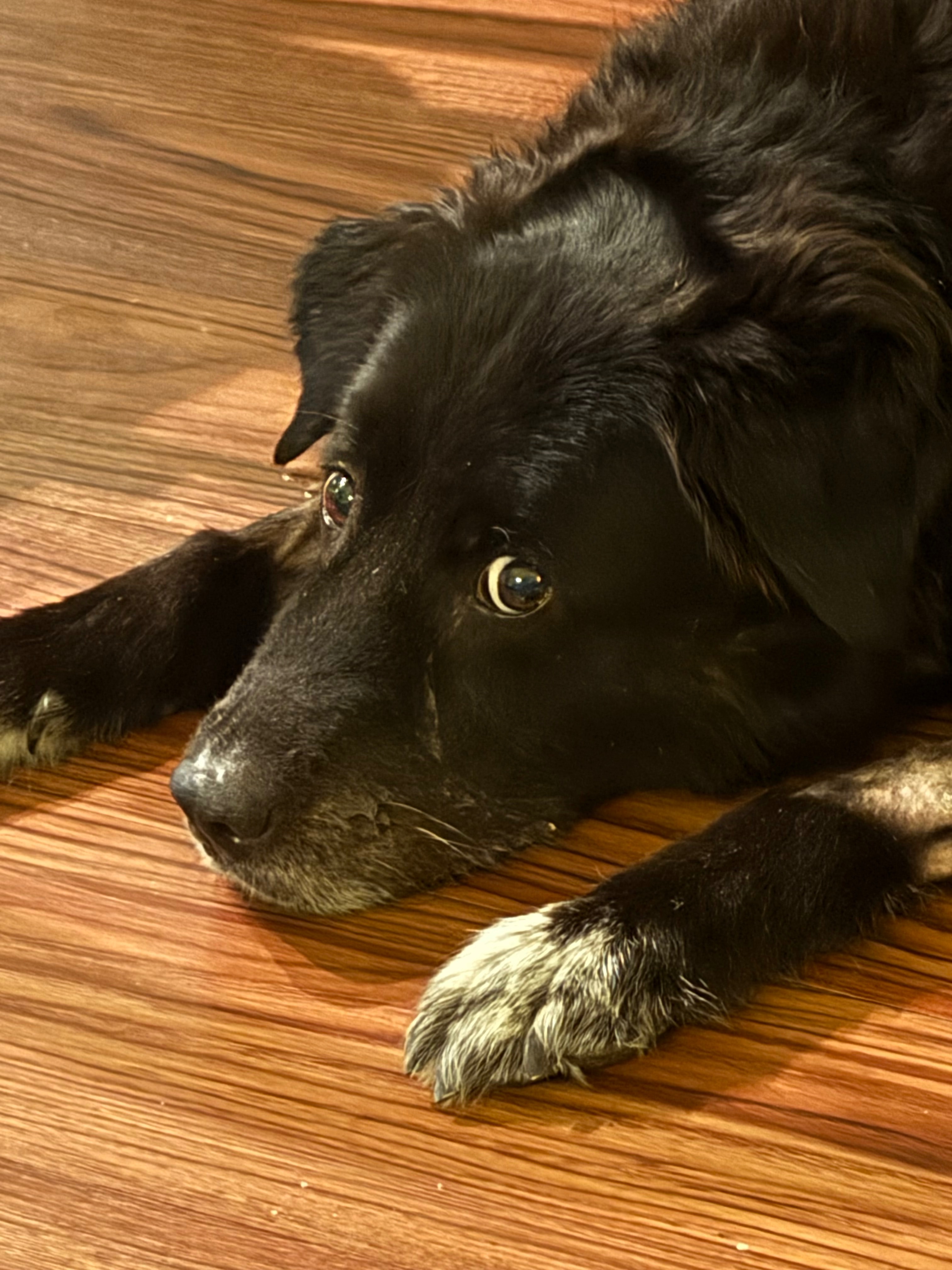 Help Cover Vet Bills for Zola, My Beloved Service Dog campaign photo, 2 of 8