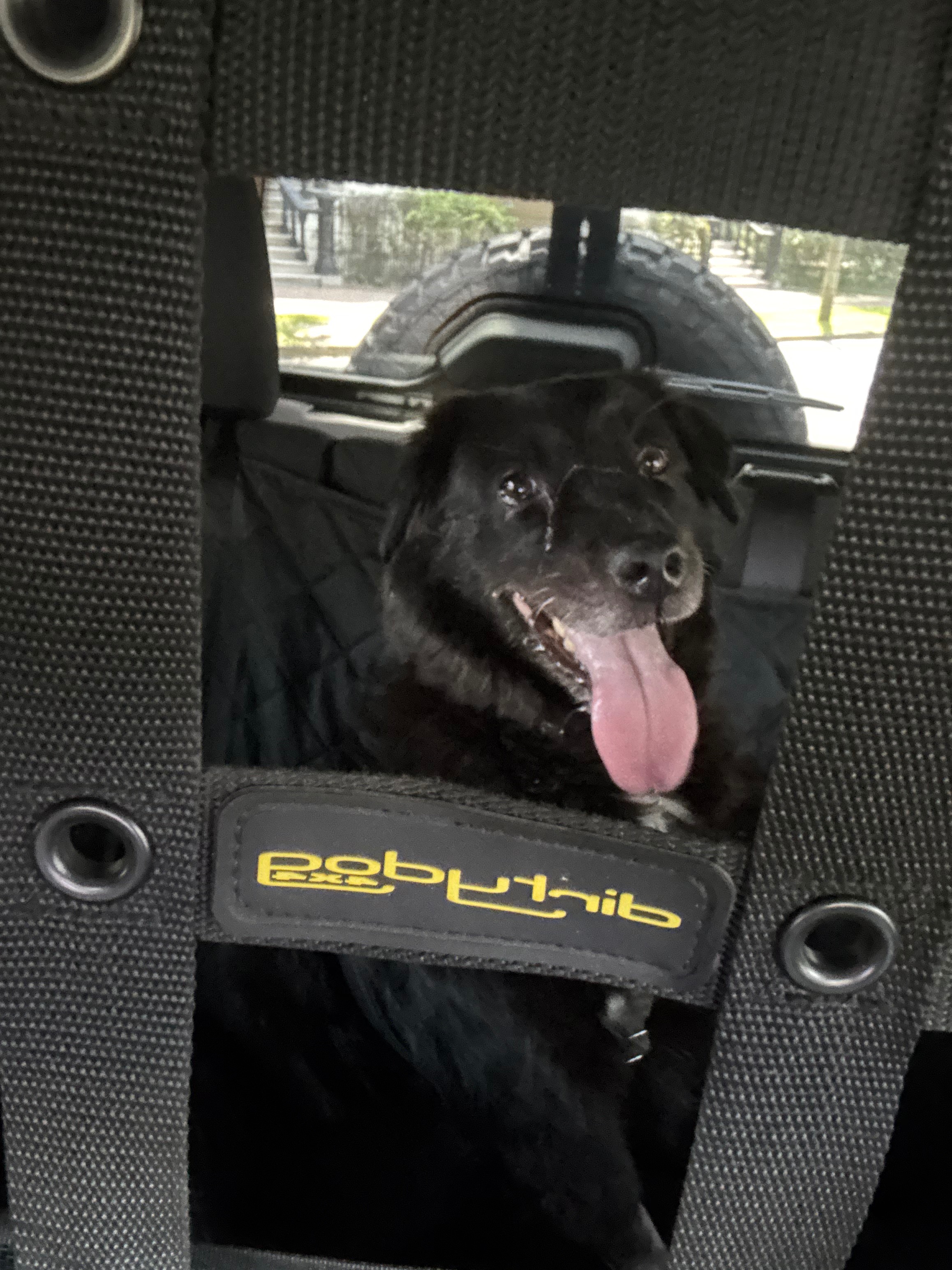 Help Cover Vet Bills for Zola, My Beloved Service Dog campaign photo, 4 of 8