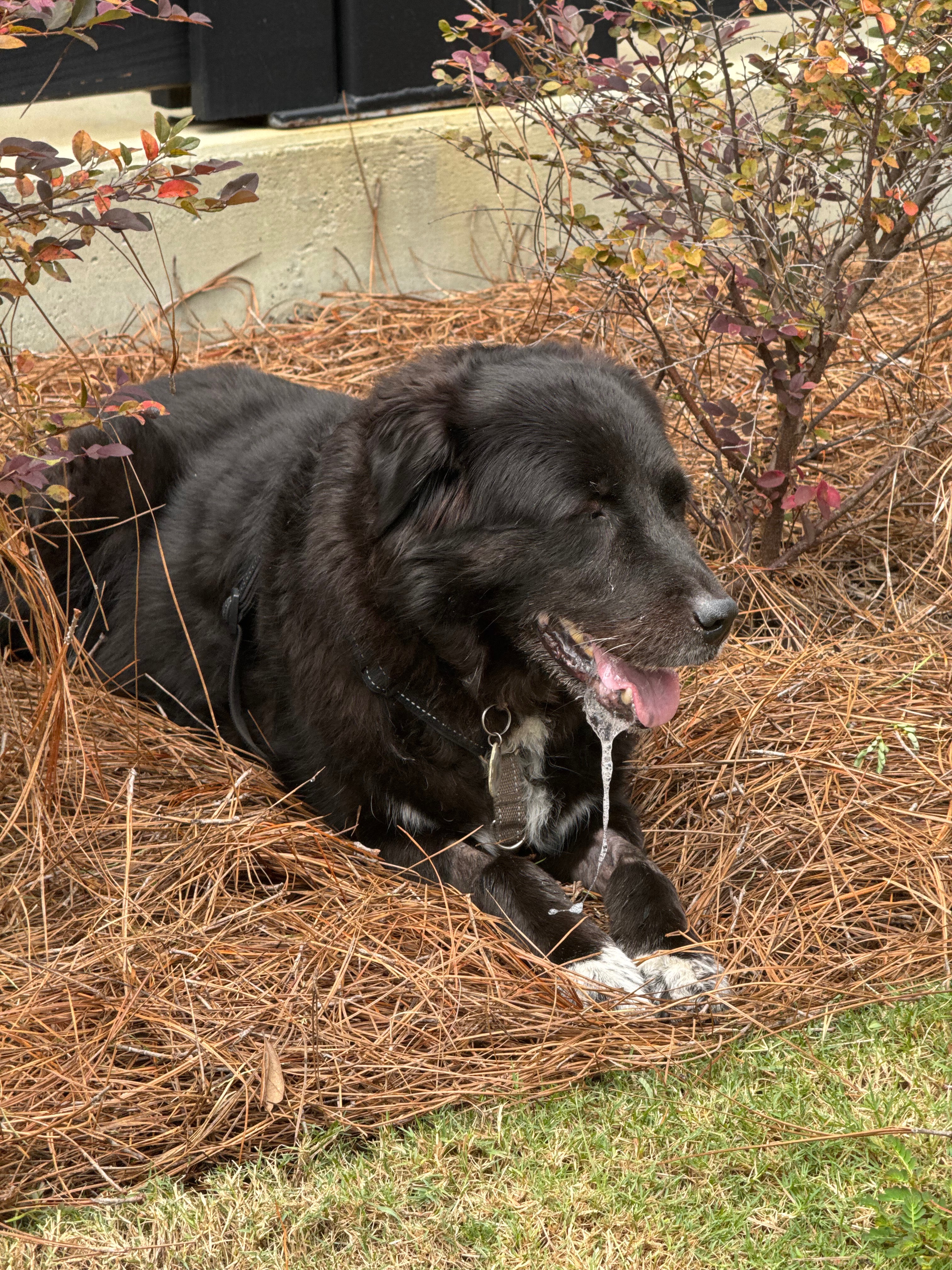 Help Cover Vet Bills for Zola, My Beloved Service Dog campaign photo, 6 of 8