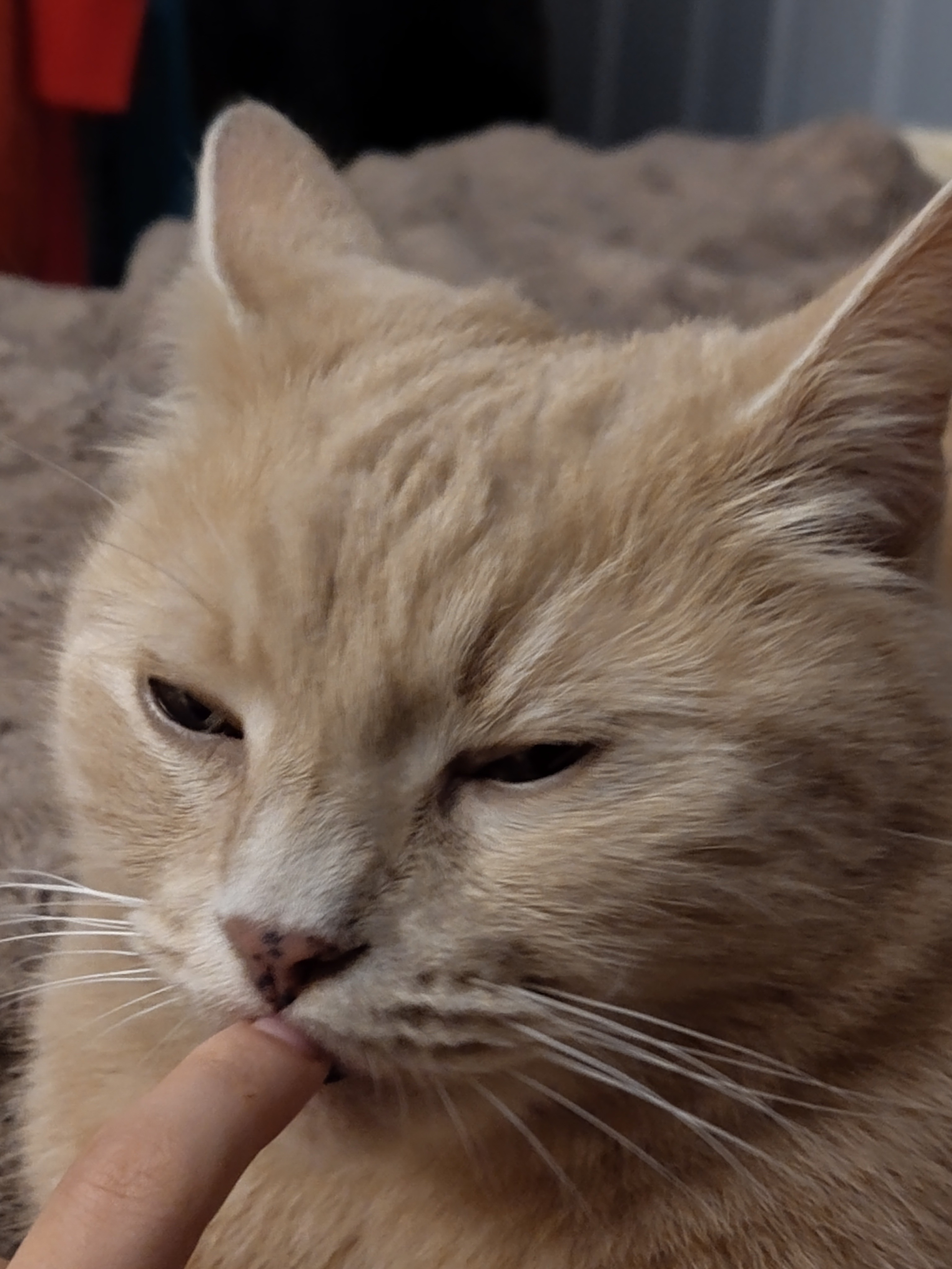 Harry’s Last Chance: MRI Could Save His Life ~ Please Help campaign photo, 2 of 7