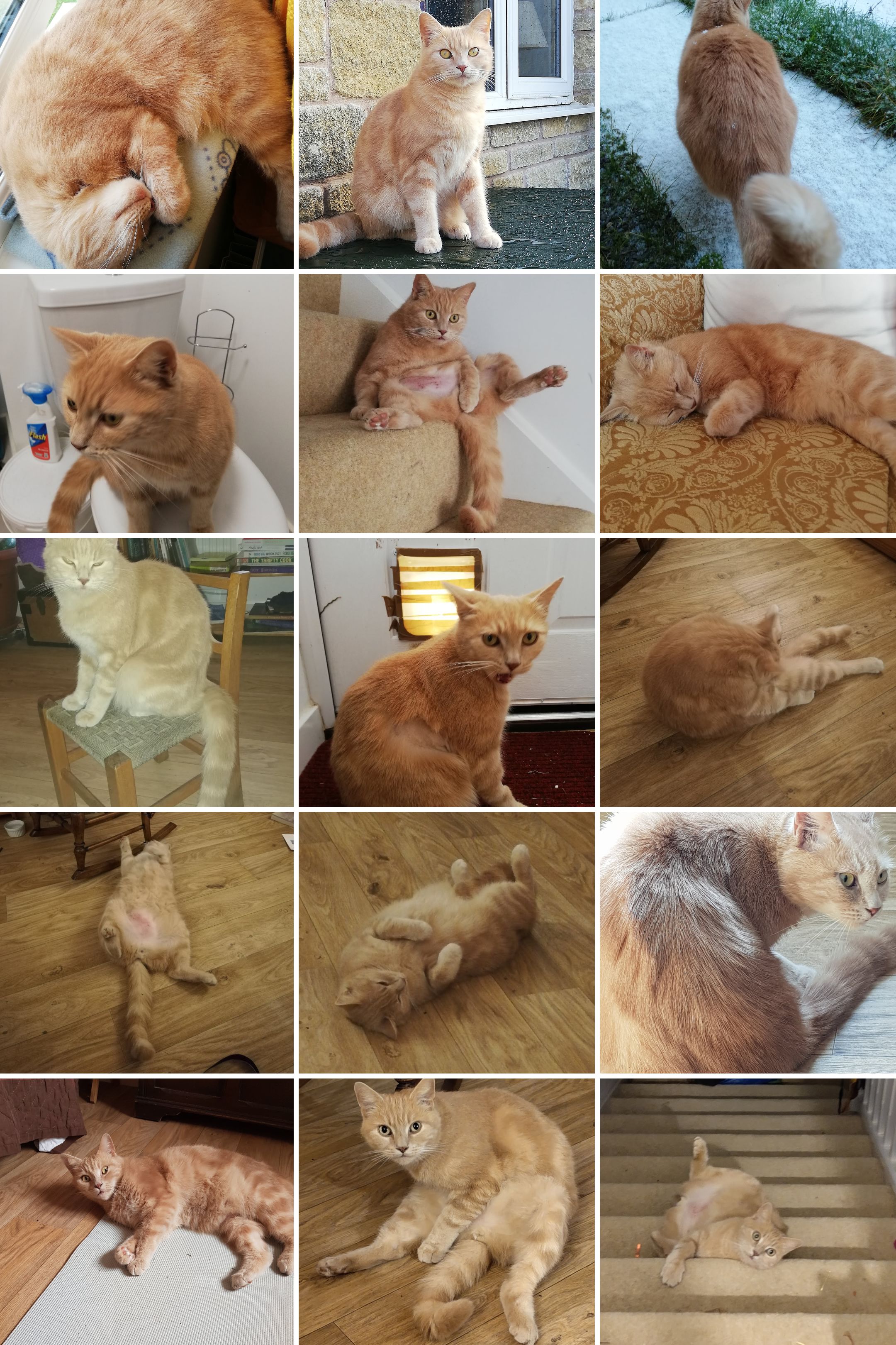 Harry’s Last Chance: MRI Could Save His Life ~ Please Help campaign photo, 5 of 7