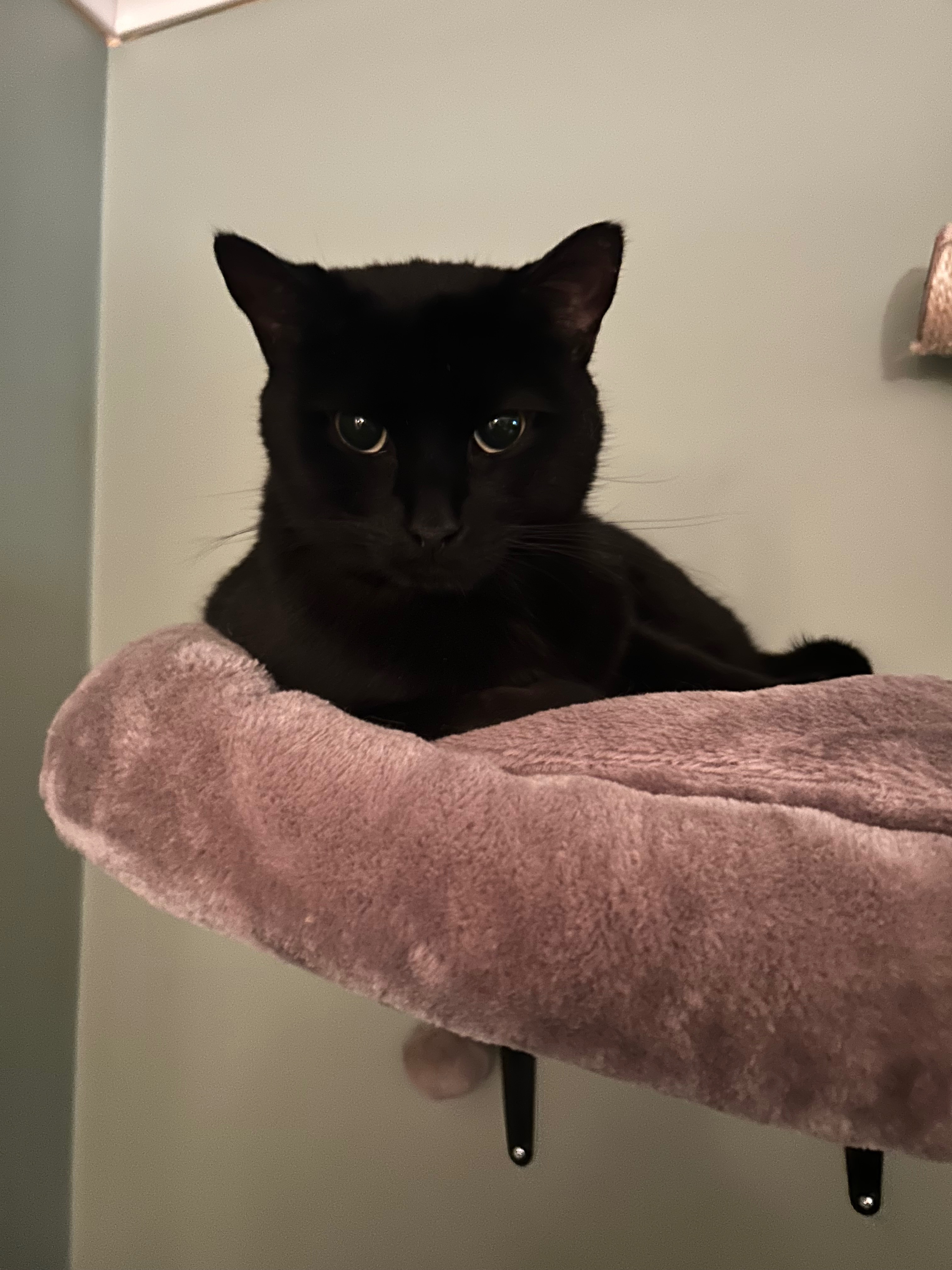 Help Numair get Vet Care! campaign photo, 6 of 7