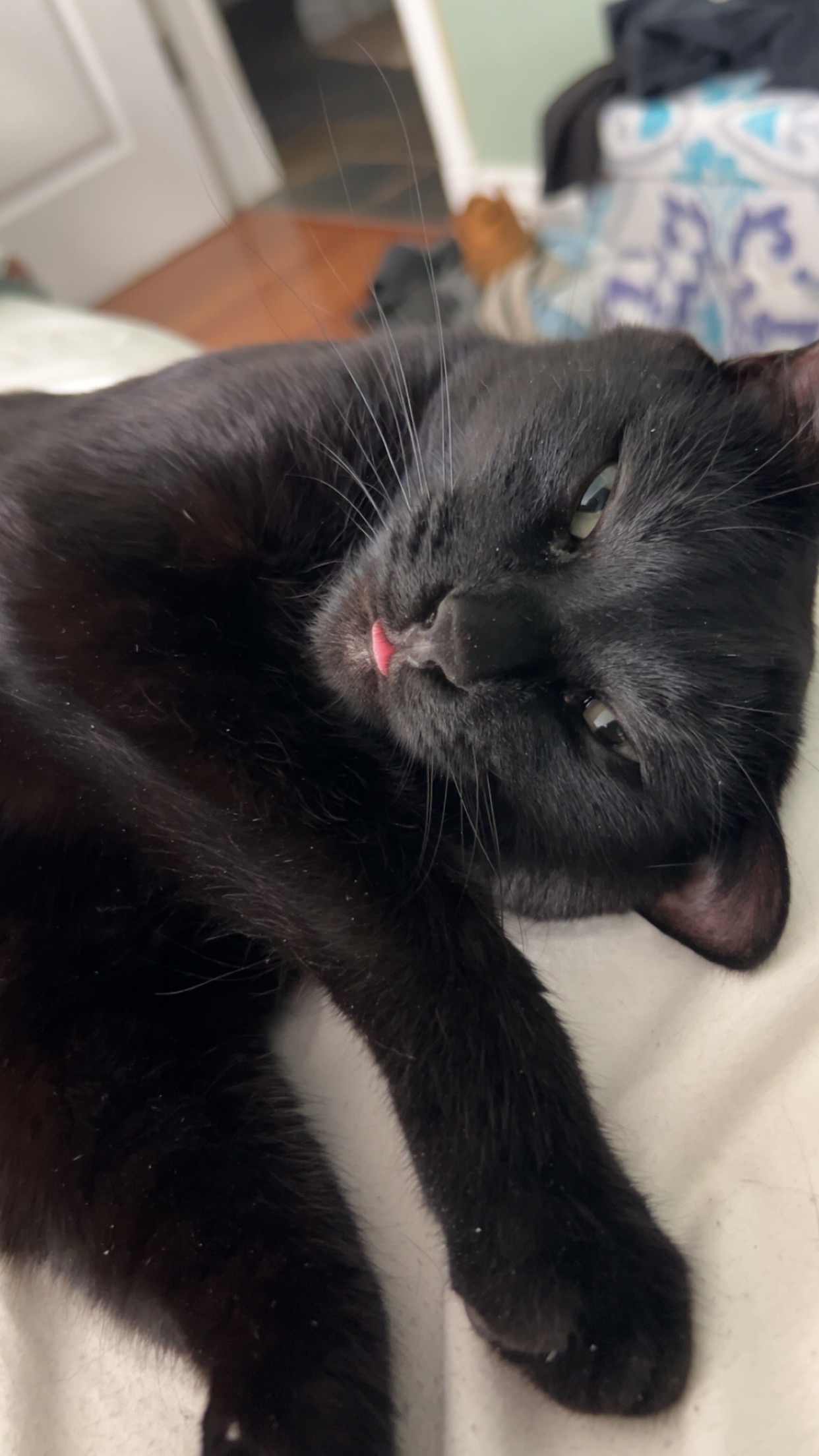 Help Numair get Vet Care! campaign photo, 2 of 7
