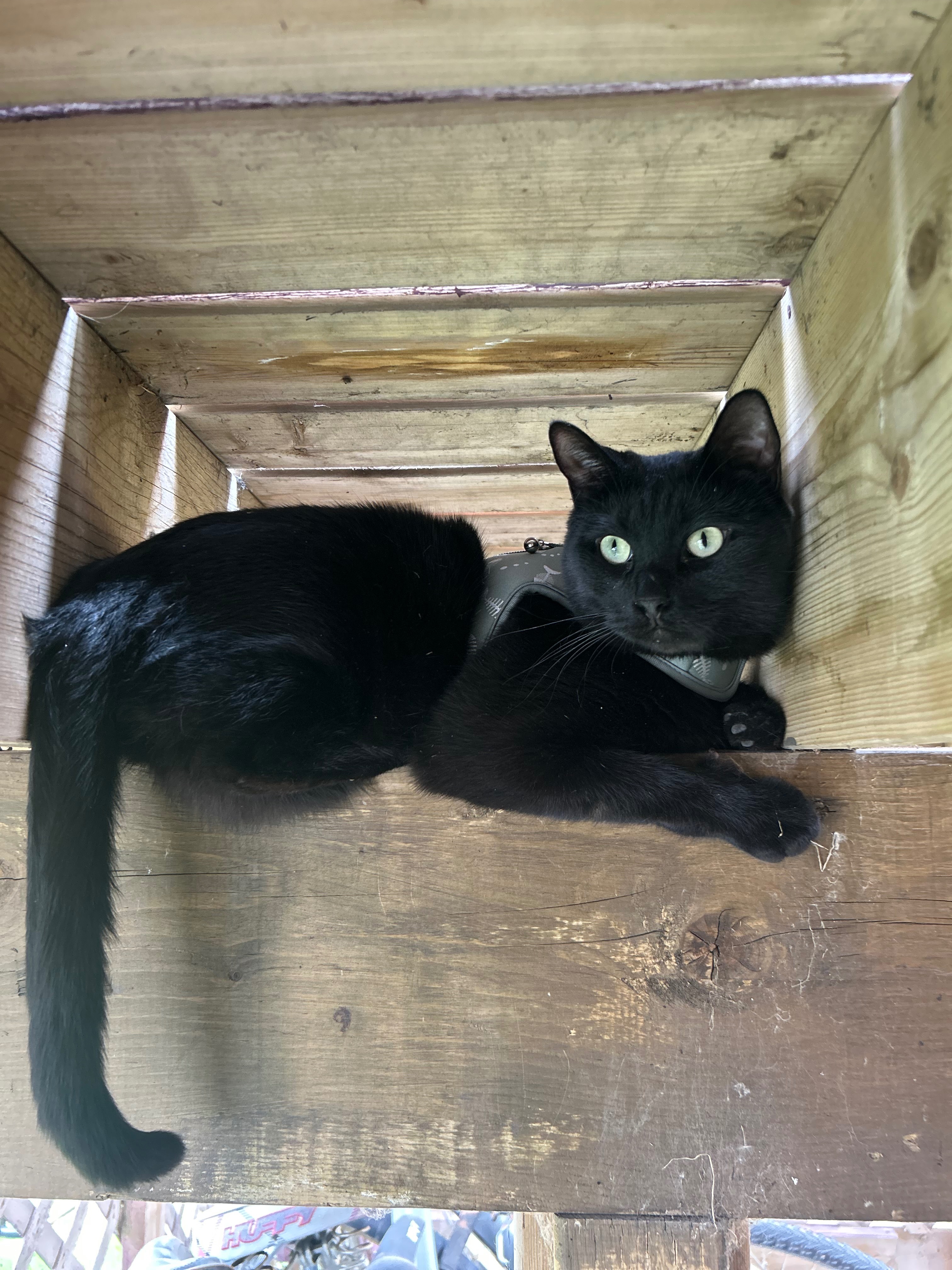 Help Numair get Vet Care! campaign photo, 5 of 7