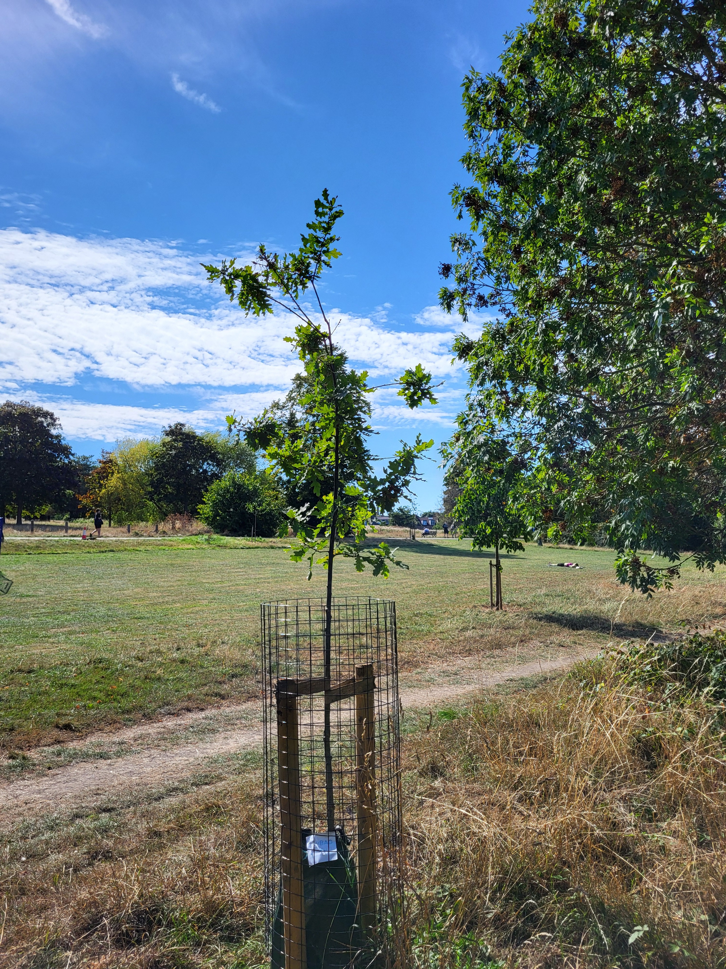 Oli's Oak Tree campaign photo, 5 of 7