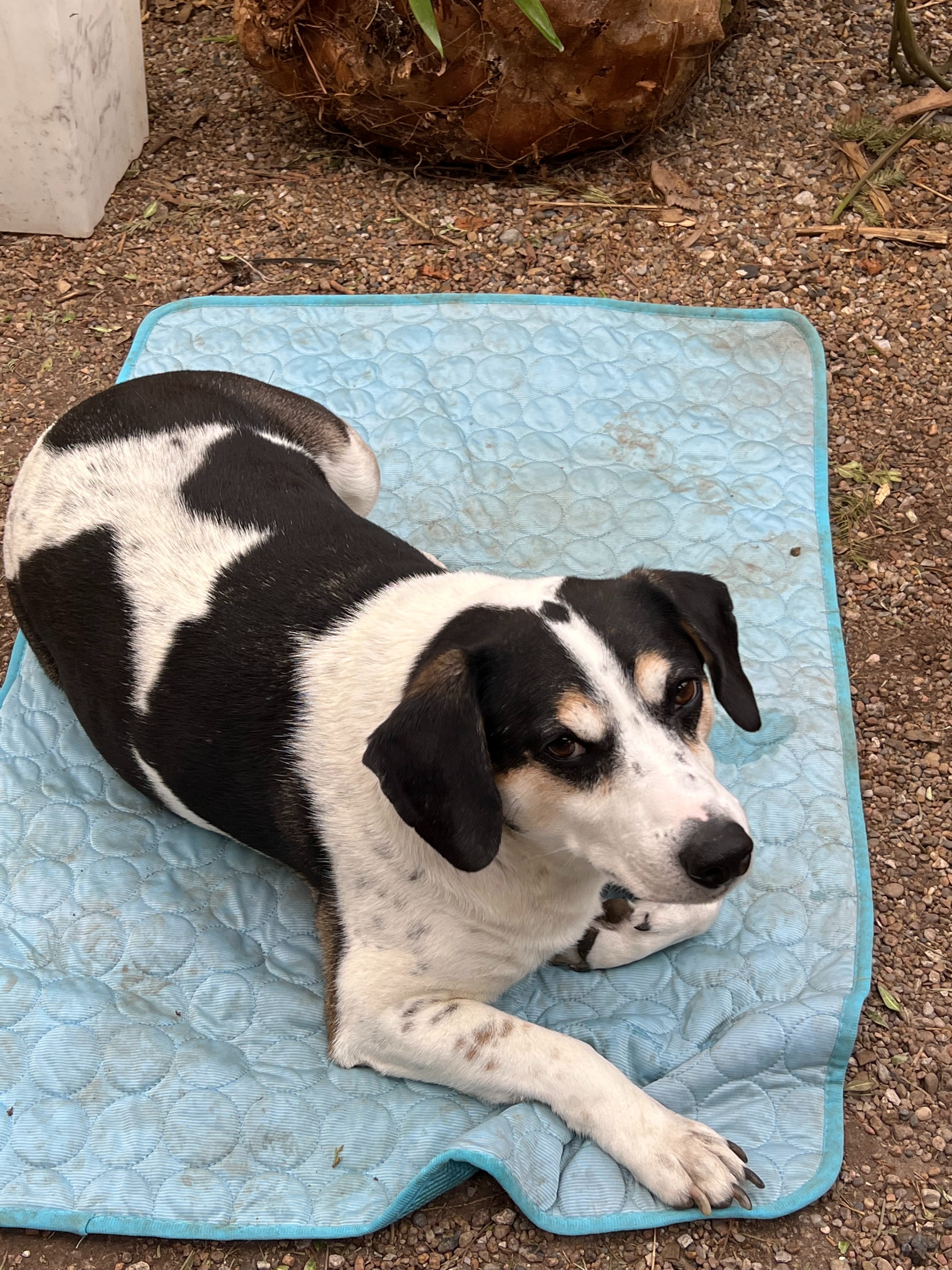 : Help Buddy, Our Waldo Greenhouse Greeter, Fight Cushings, campaign photo, 5 of 6