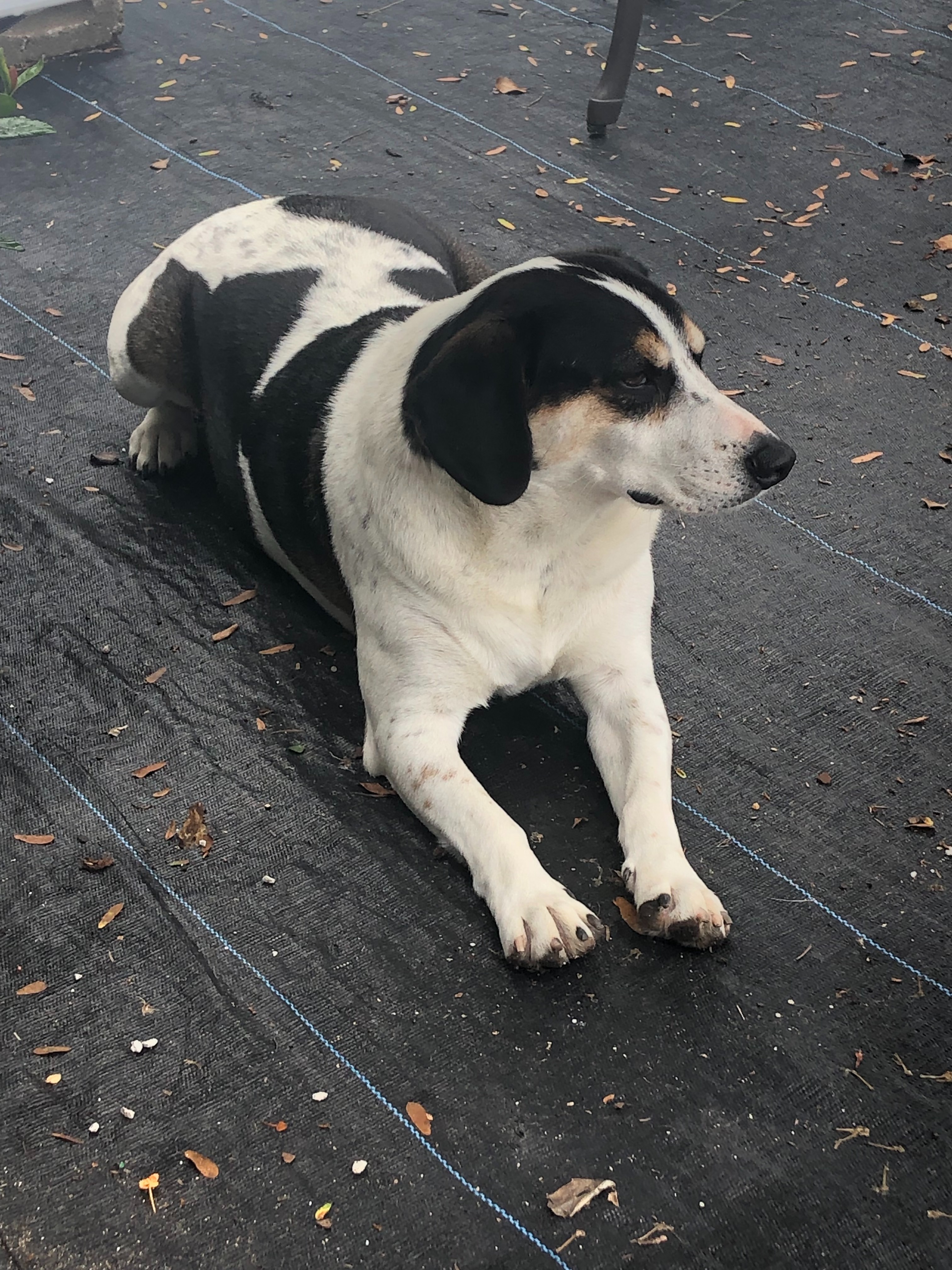 : Help Buddy, Our Waldo Greenhouse Greeter, Fight Cushings, campaign photo, 4 of 6