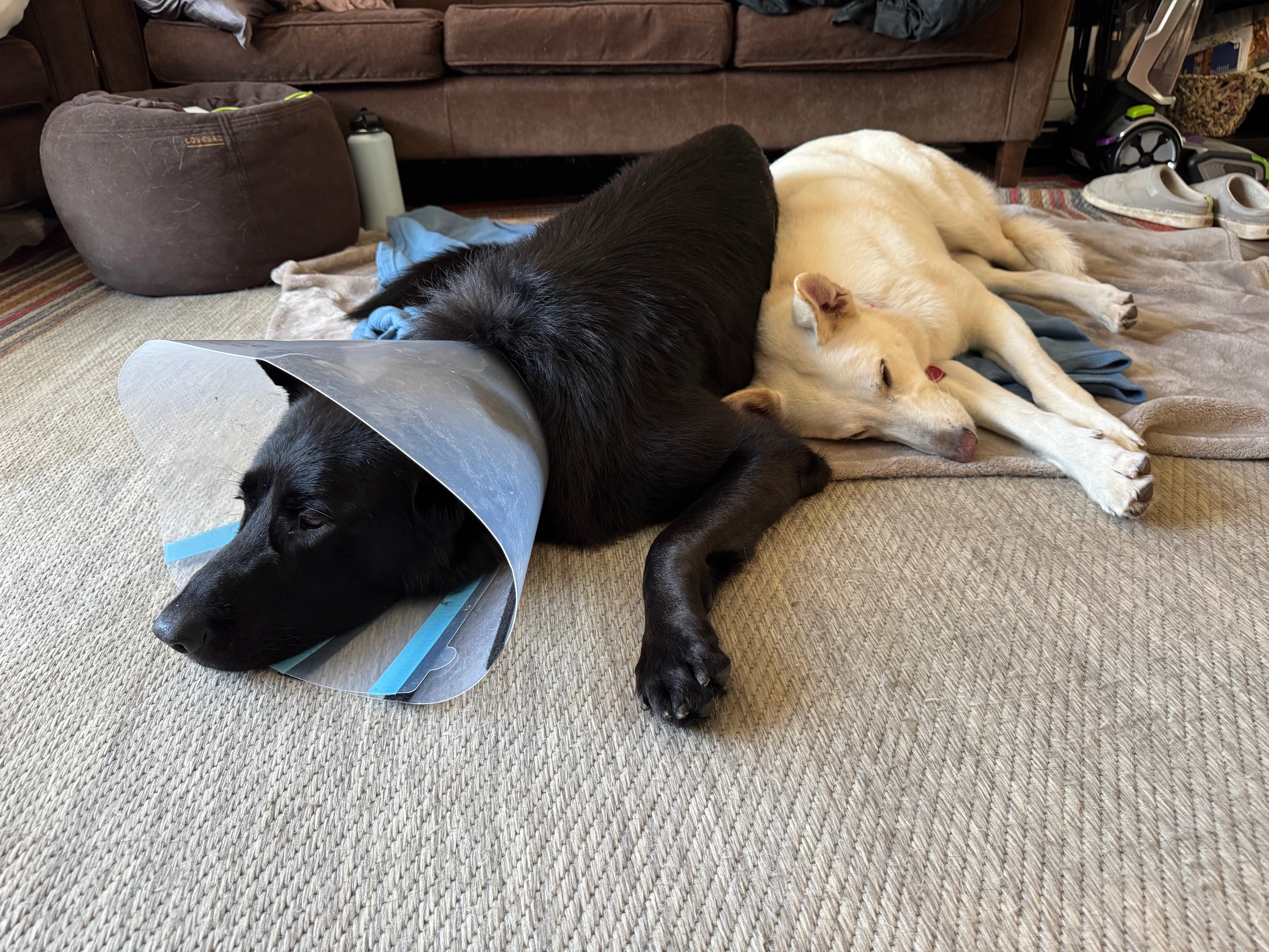 Save Jasper: Lifesaving Emergency Surgery  & Recovery campaign photo, 2 of 8