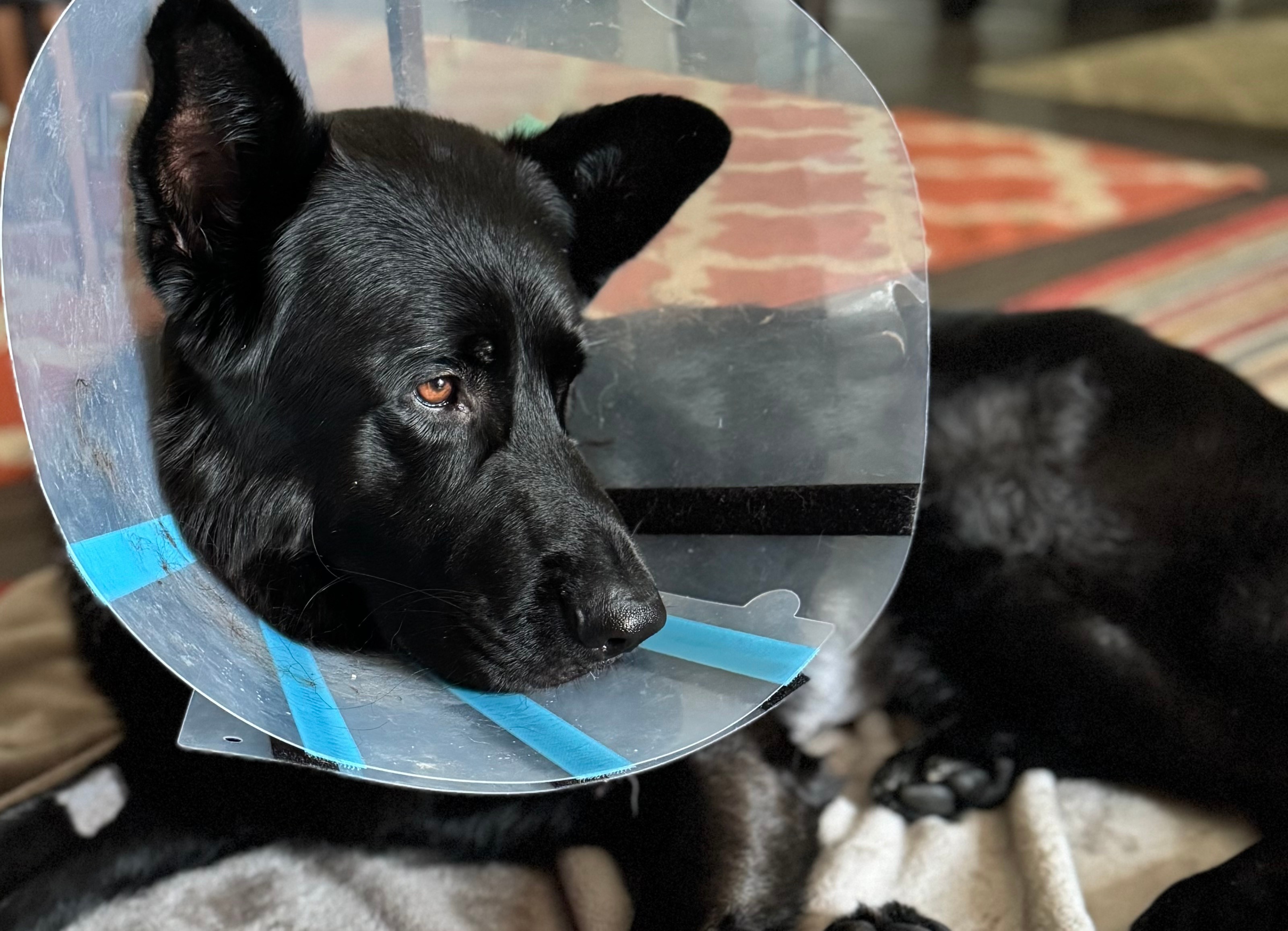 Save Jasper: Lifesaving Emergency Surgery  & Recovery campaign photo, 4 of 8