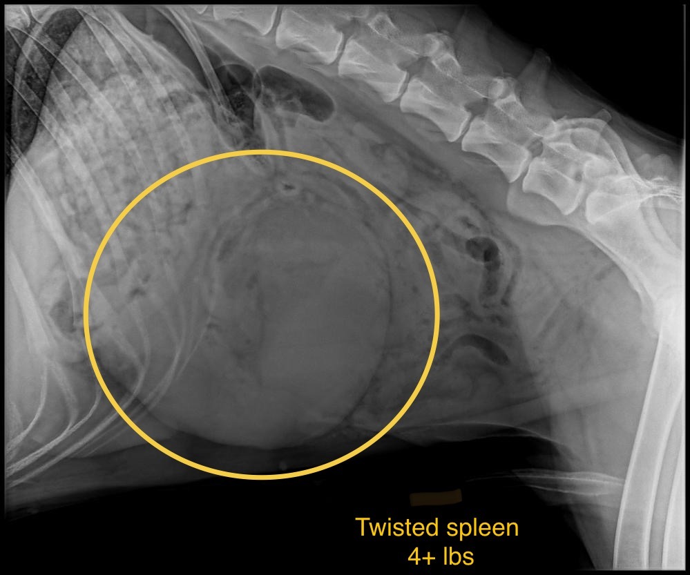 Save Jasper: Lifesaving Emergency Surgery  & Recovery campaign photo, 5 of 8