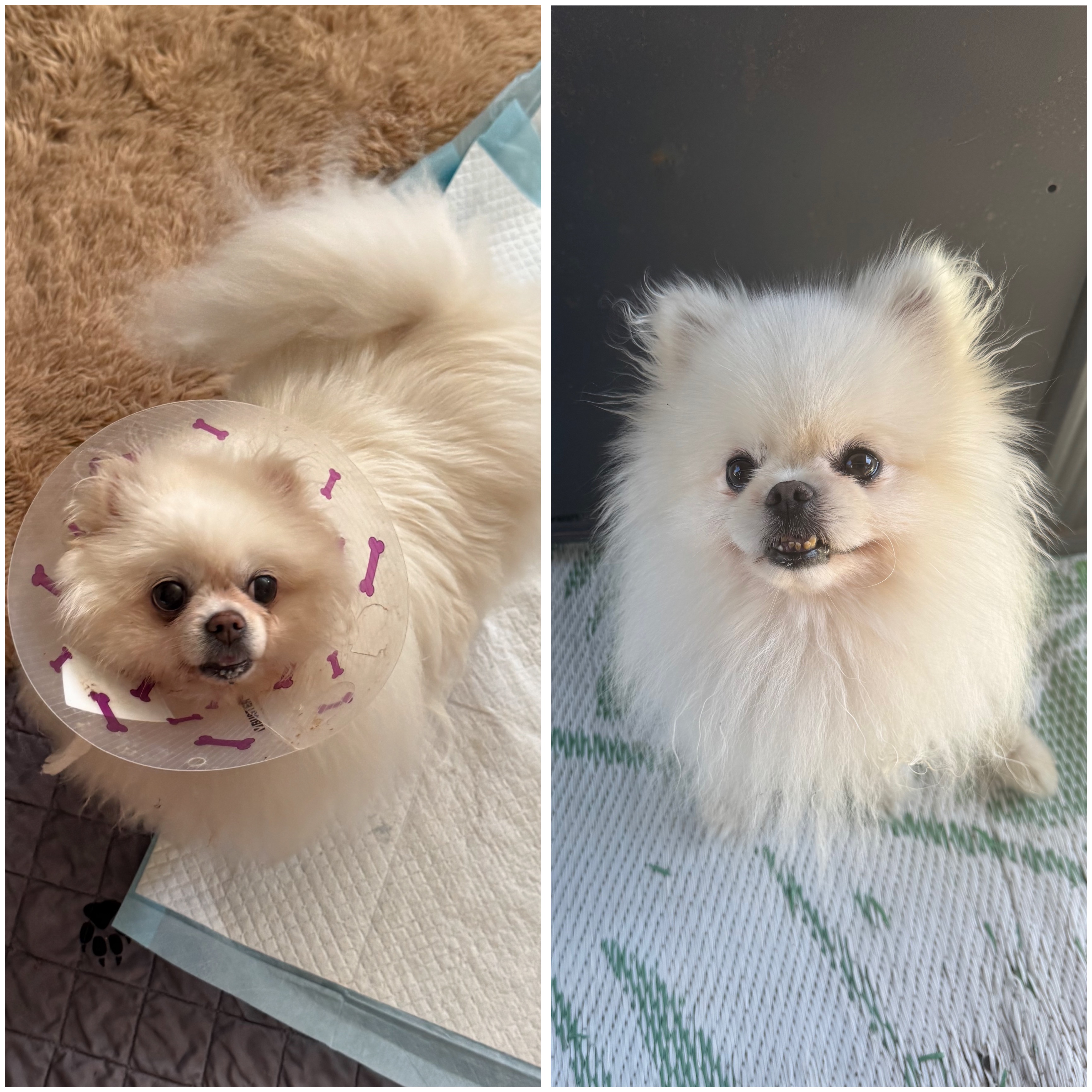 DONATE TO HELP CHLOE & REX ON THEIR HEALING JOURNEY campaign photo, 5 of 6