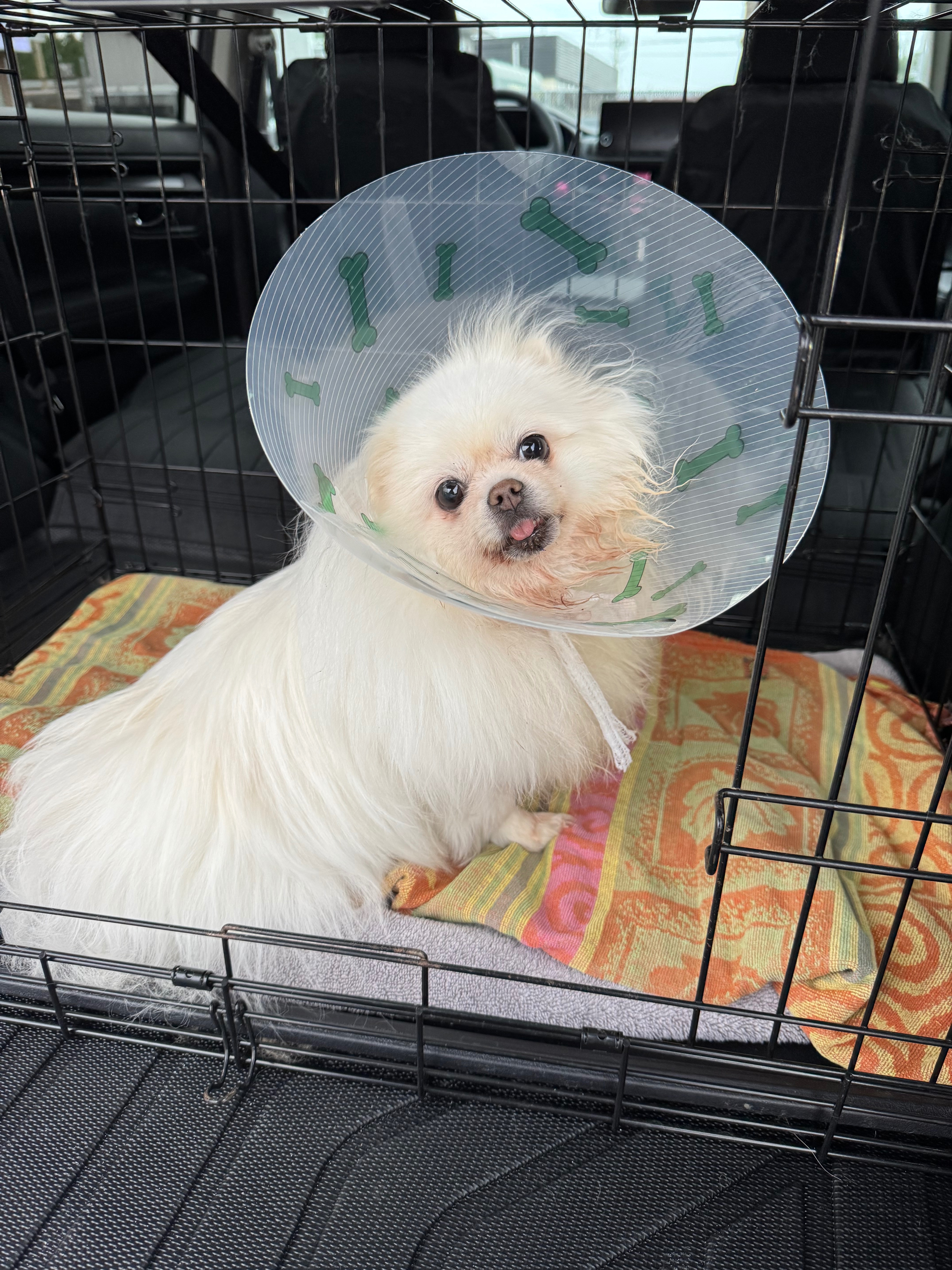 DONATE TO HELP CHLOE & REX ON THEIR HEALING JOURNEY campaign photo, 4 of 6