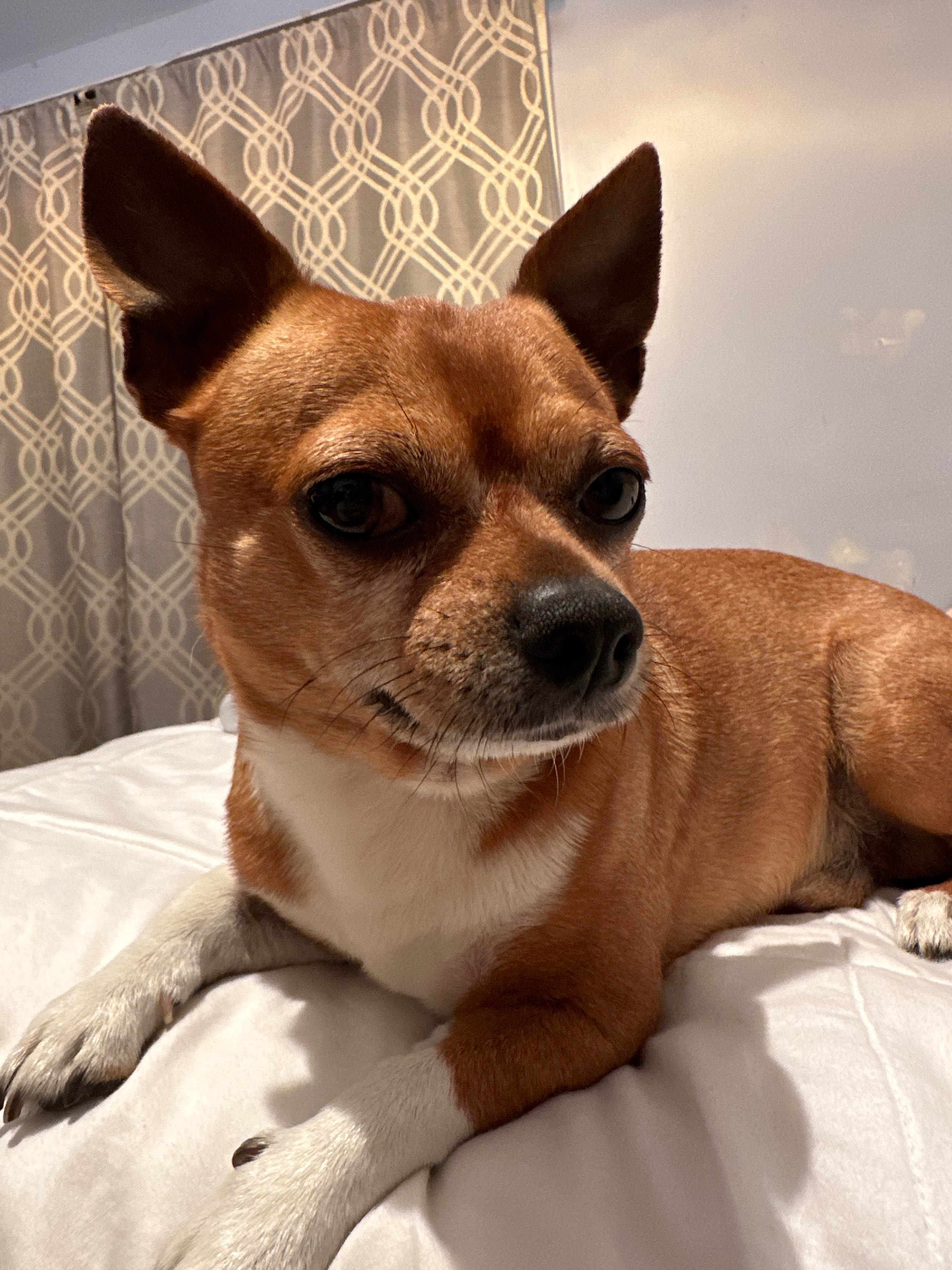Help cover Max’s medical treatment campaign photo, 7 of 8