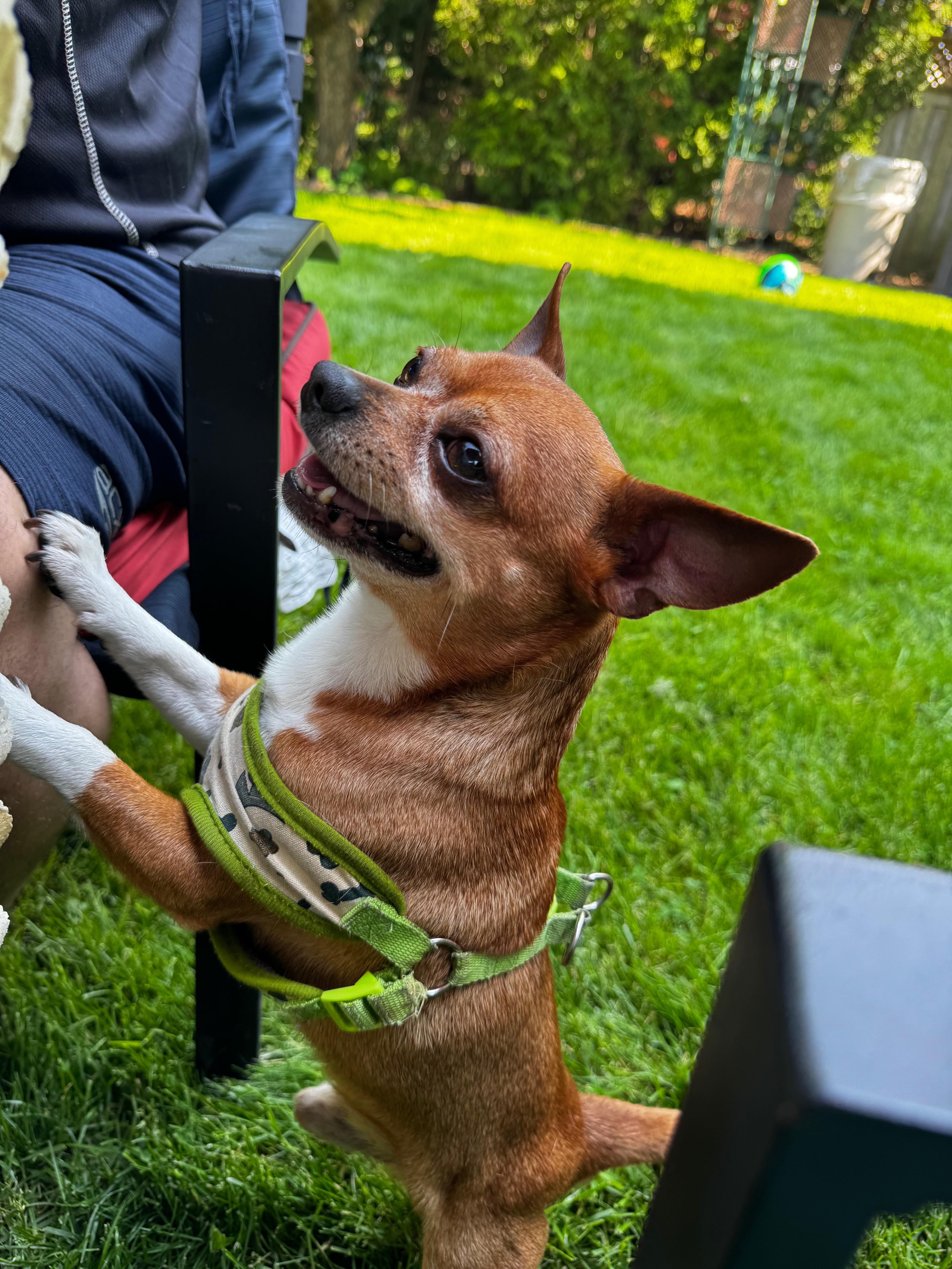 Help cover Max’s medical treatment campaign photo, 2 of 8