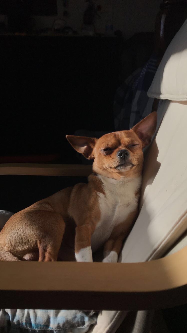 Help cover Max’s medical treatment campaign photo, 5 of 8