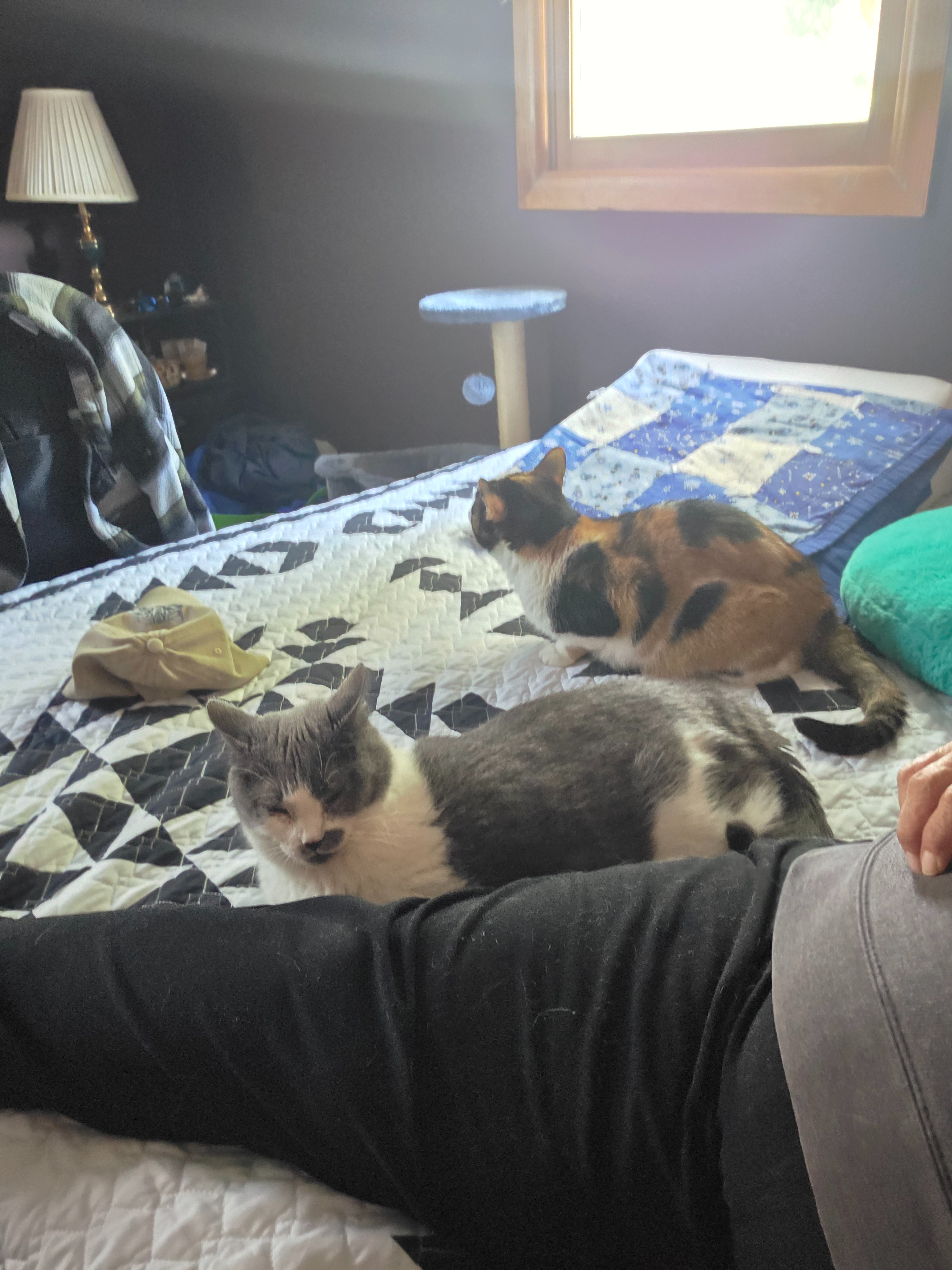 Please help me and my ESA cat relocate ASAP campaign photo, 2 of 5