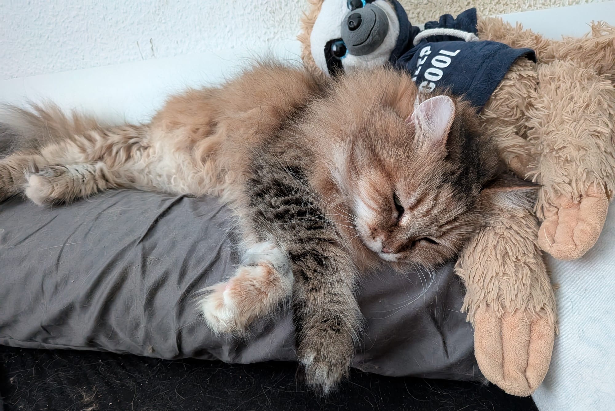 Katze Xena braucht dringend Hilfe campaign photo, 7 of 8