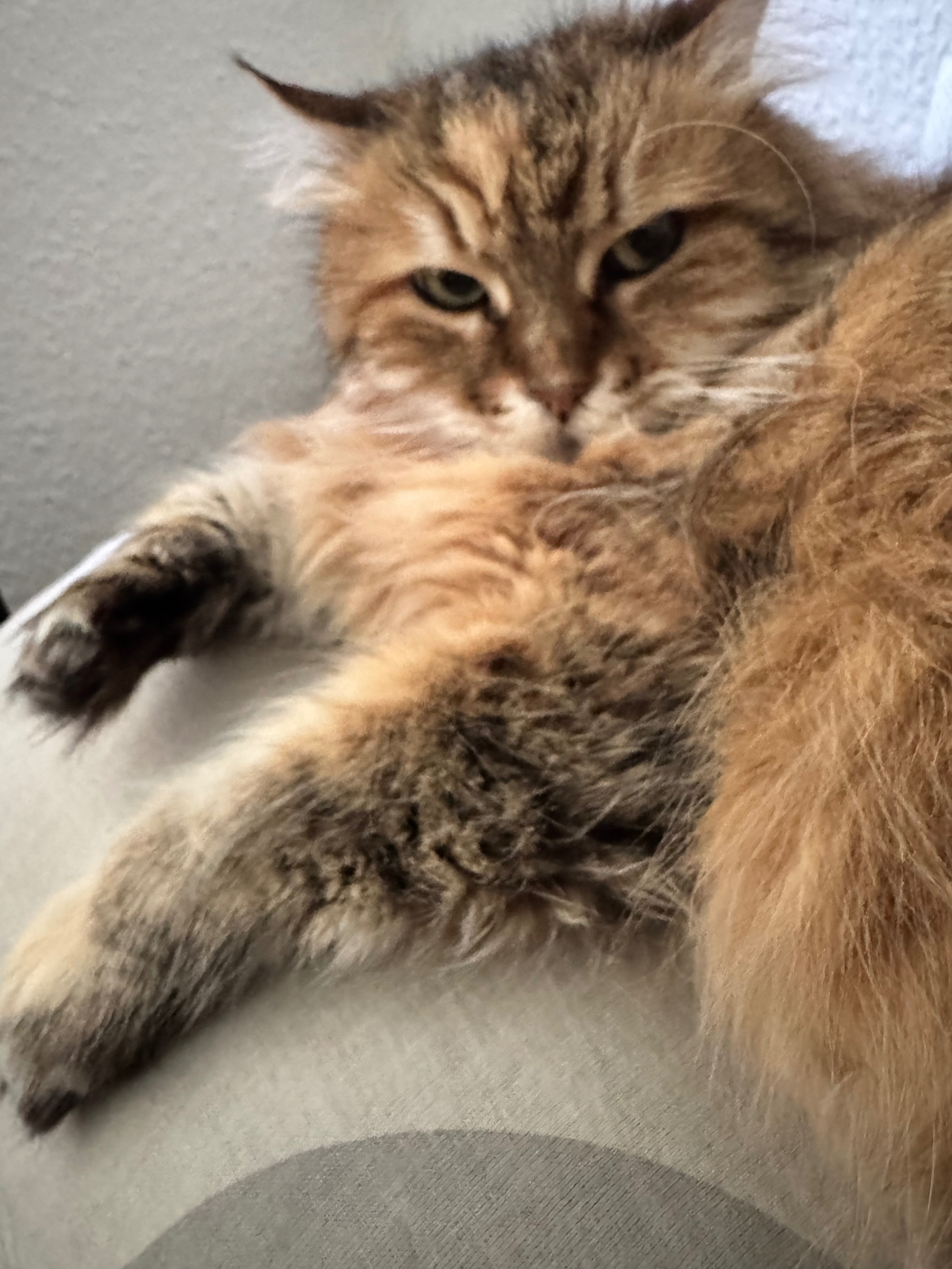 Katze Xena braucht dringend Hilfe campaign photo, 2 of 8