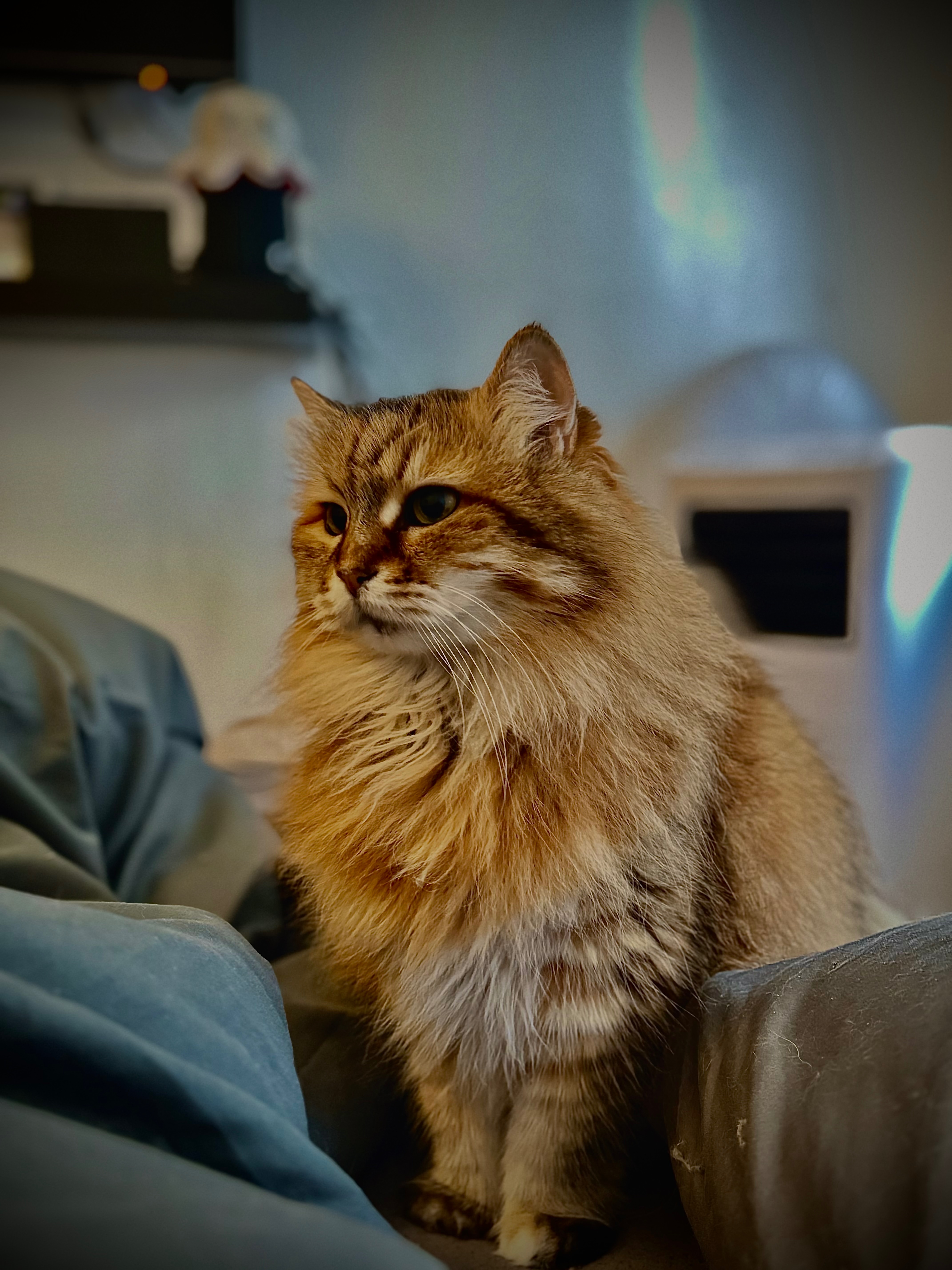 Katze Xena braucht dringend Hilfe campaign photo, 4 of 8