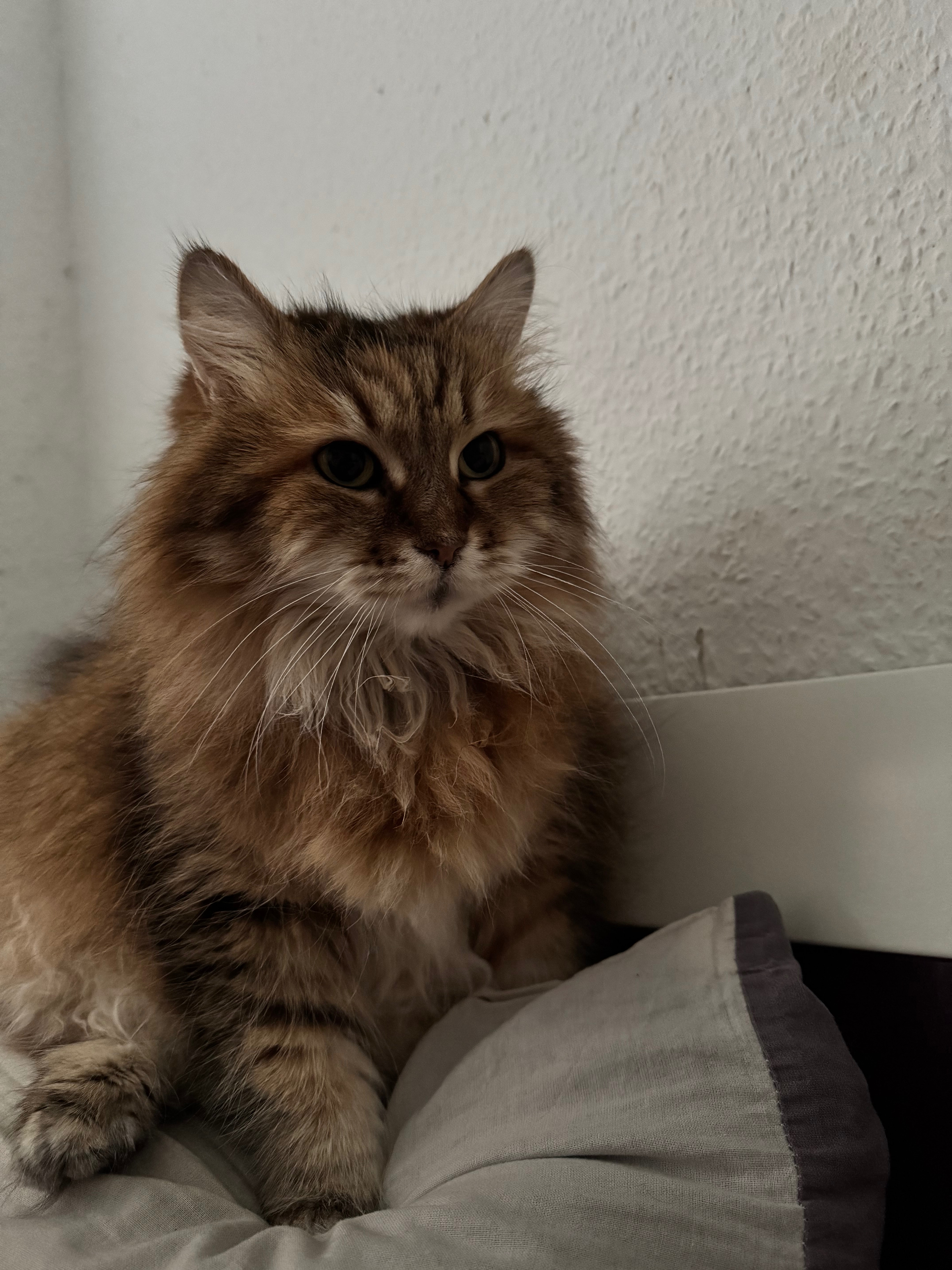 Katze Xena braucht dringend Hilfe campaign photo, 5 of 8