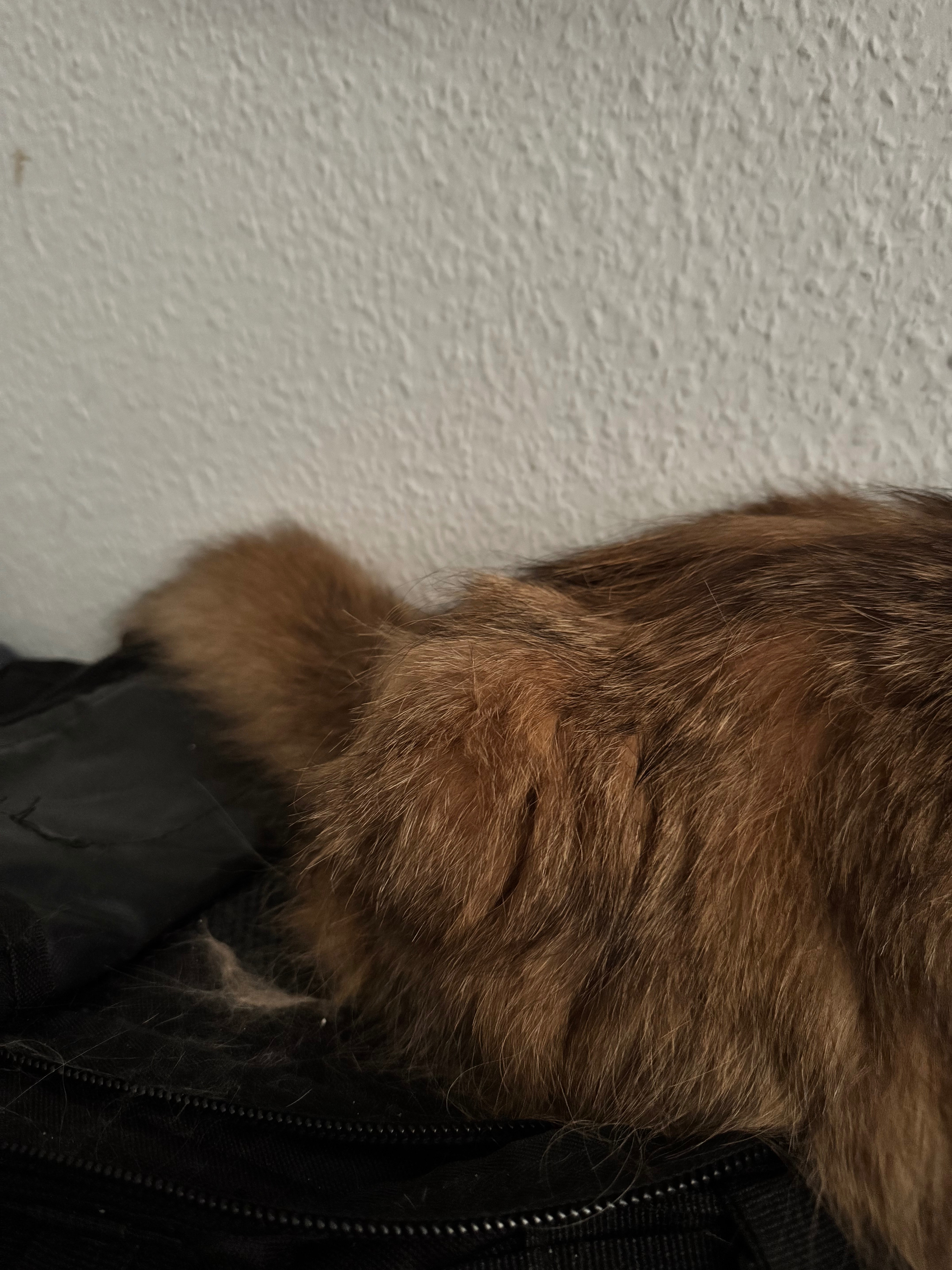 Katze Xena braucht dringend Hilfe campaign photo, 6 of 8