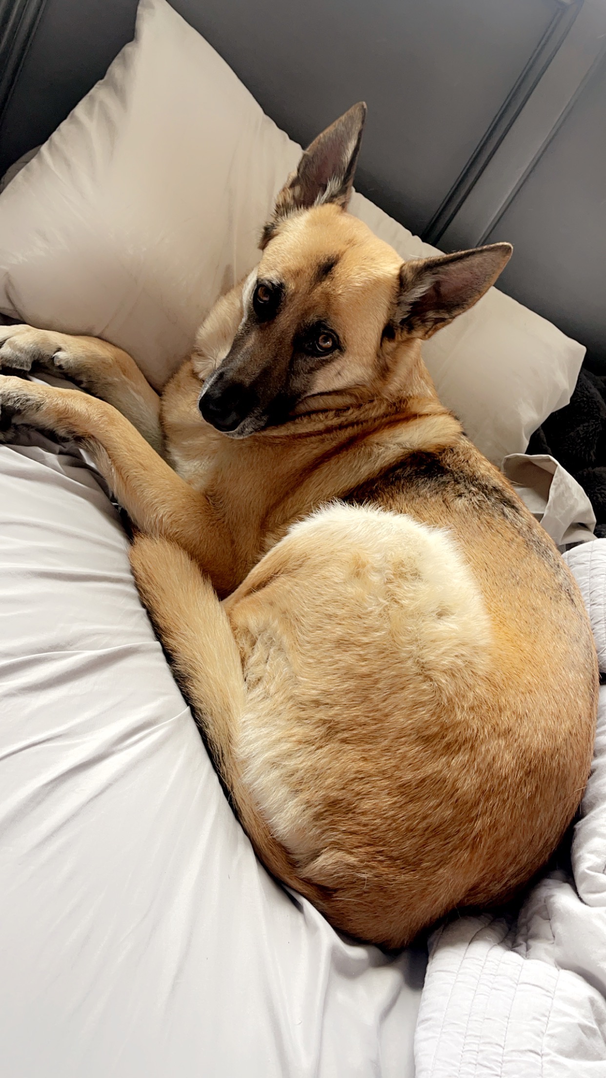 Nala Needs You: Tumor Removal Fundraiser campaign photo, 4 of 5