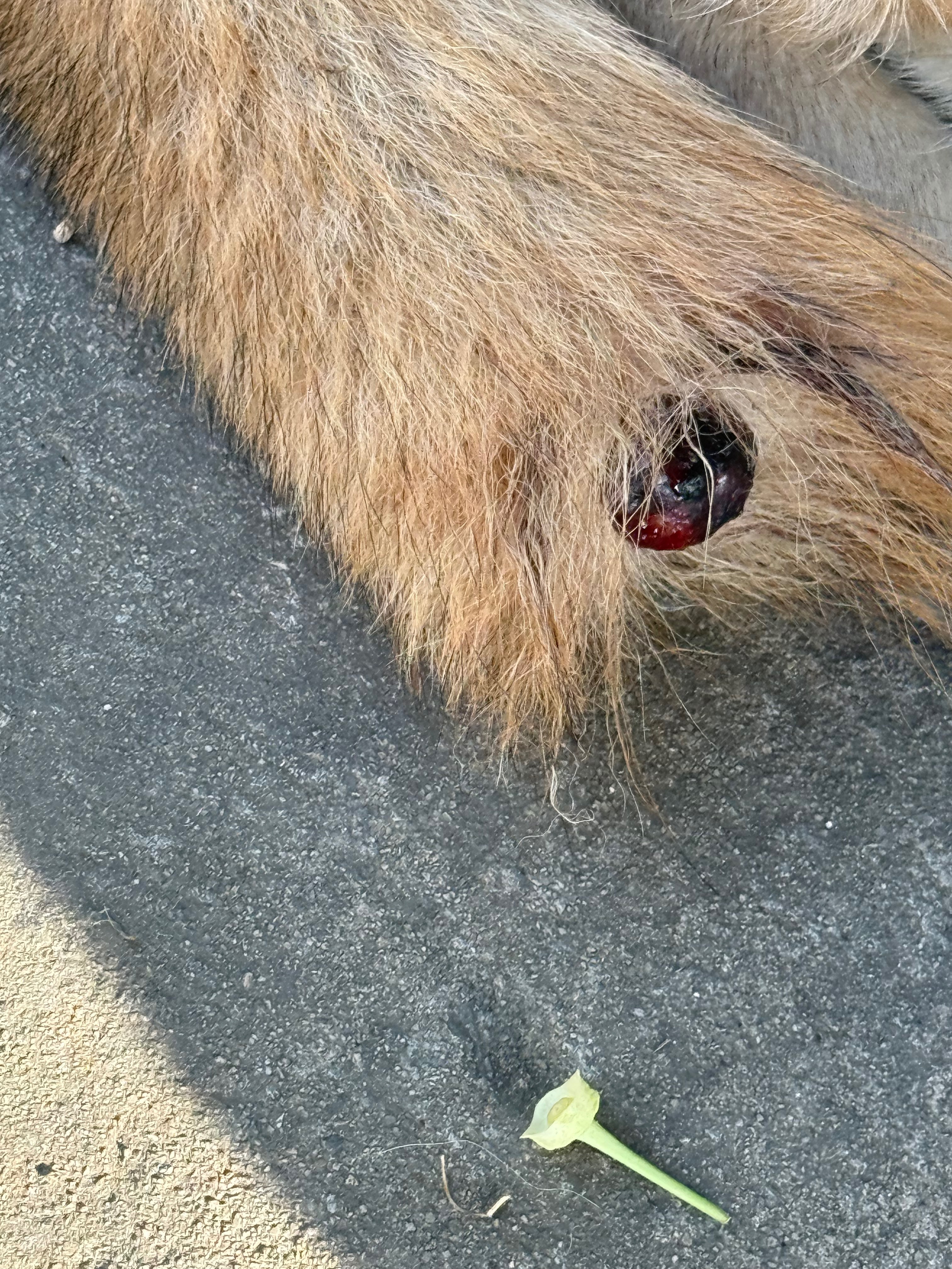 Nala Needs You: Tumor Removal Fundraiser campaign photo, 2 of 5