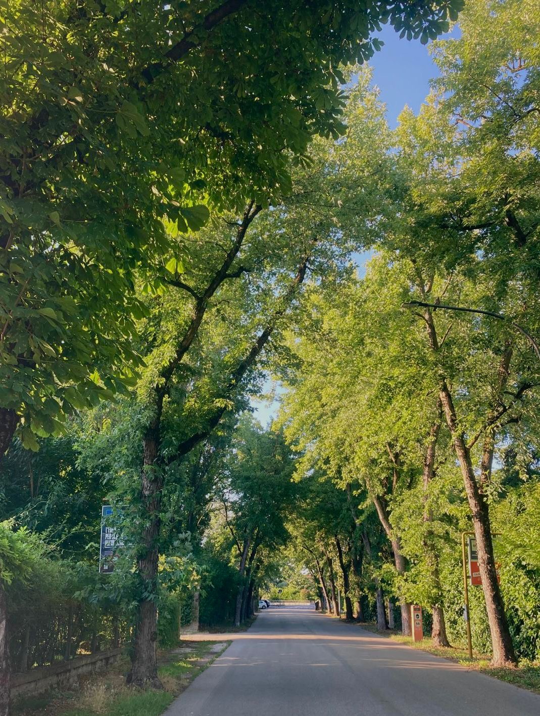 SPESE LEGALI DIFFIDA ALBERI VIA SABBIONI E VIA BARON campaign photo, 4 of 8