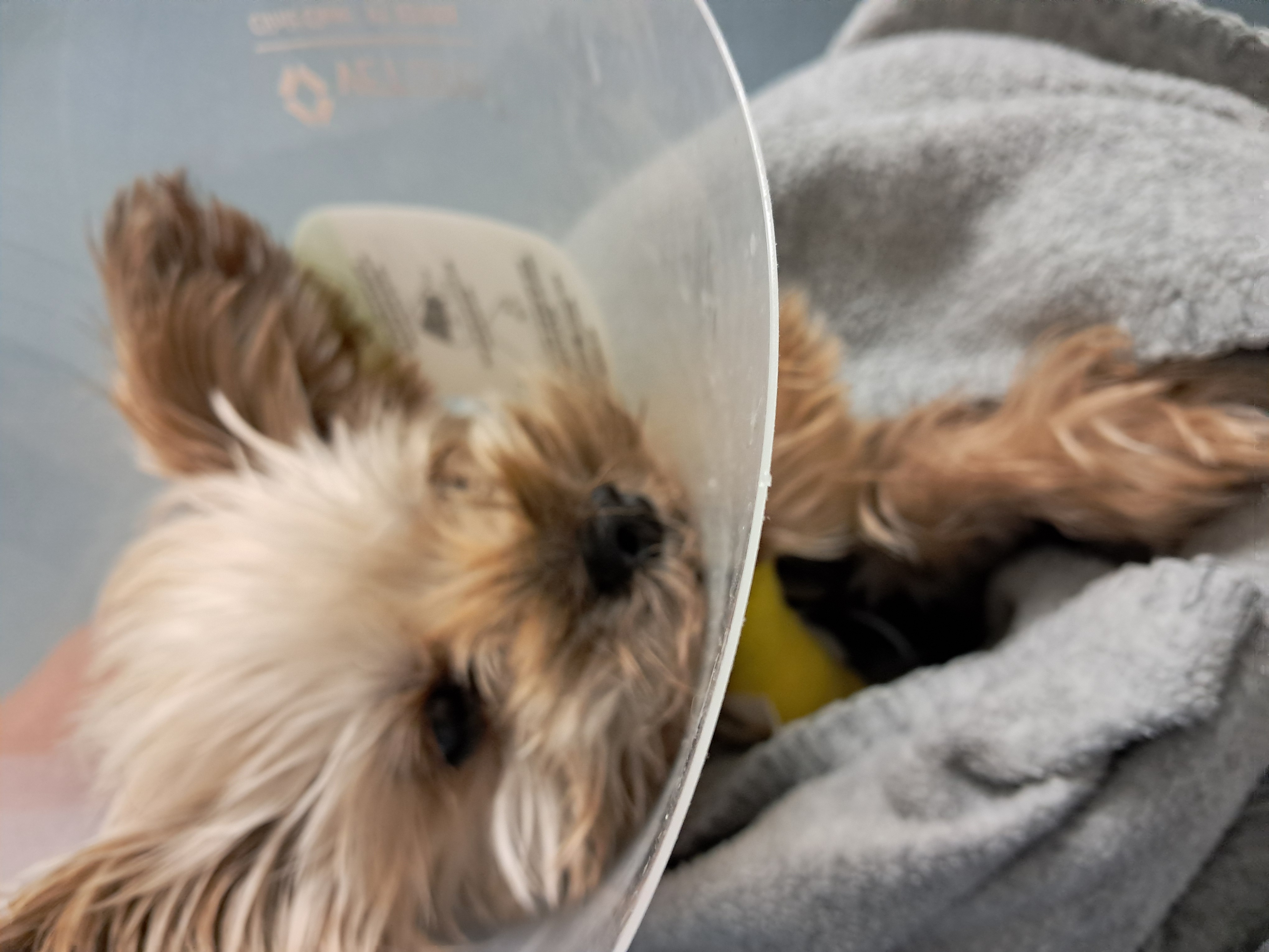 Give Nugget a Second Chance at Life campaign photo, 4 of 5