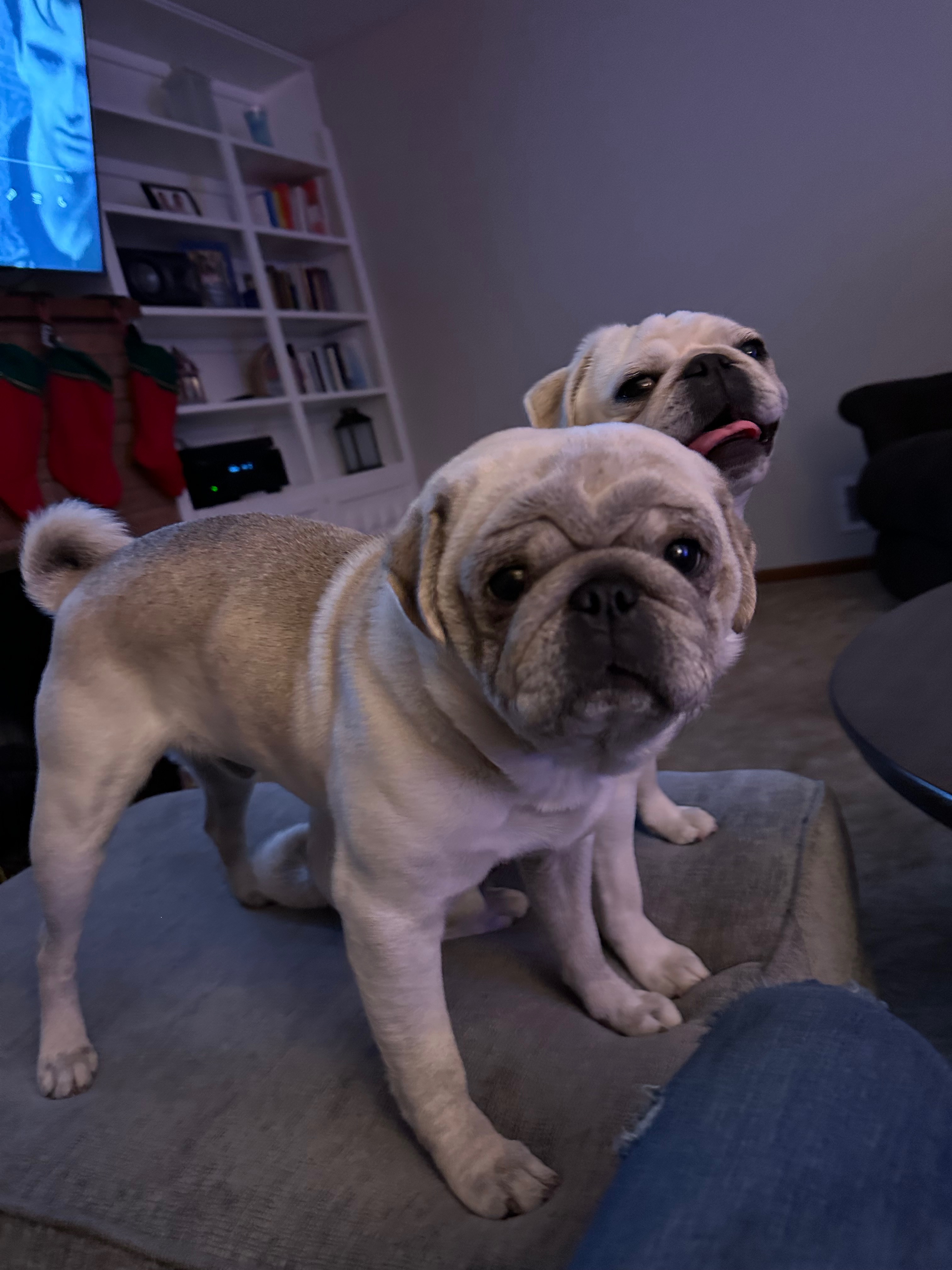 Help Tucker Get Life-Saving Surgery campaign photo, 6 of 7