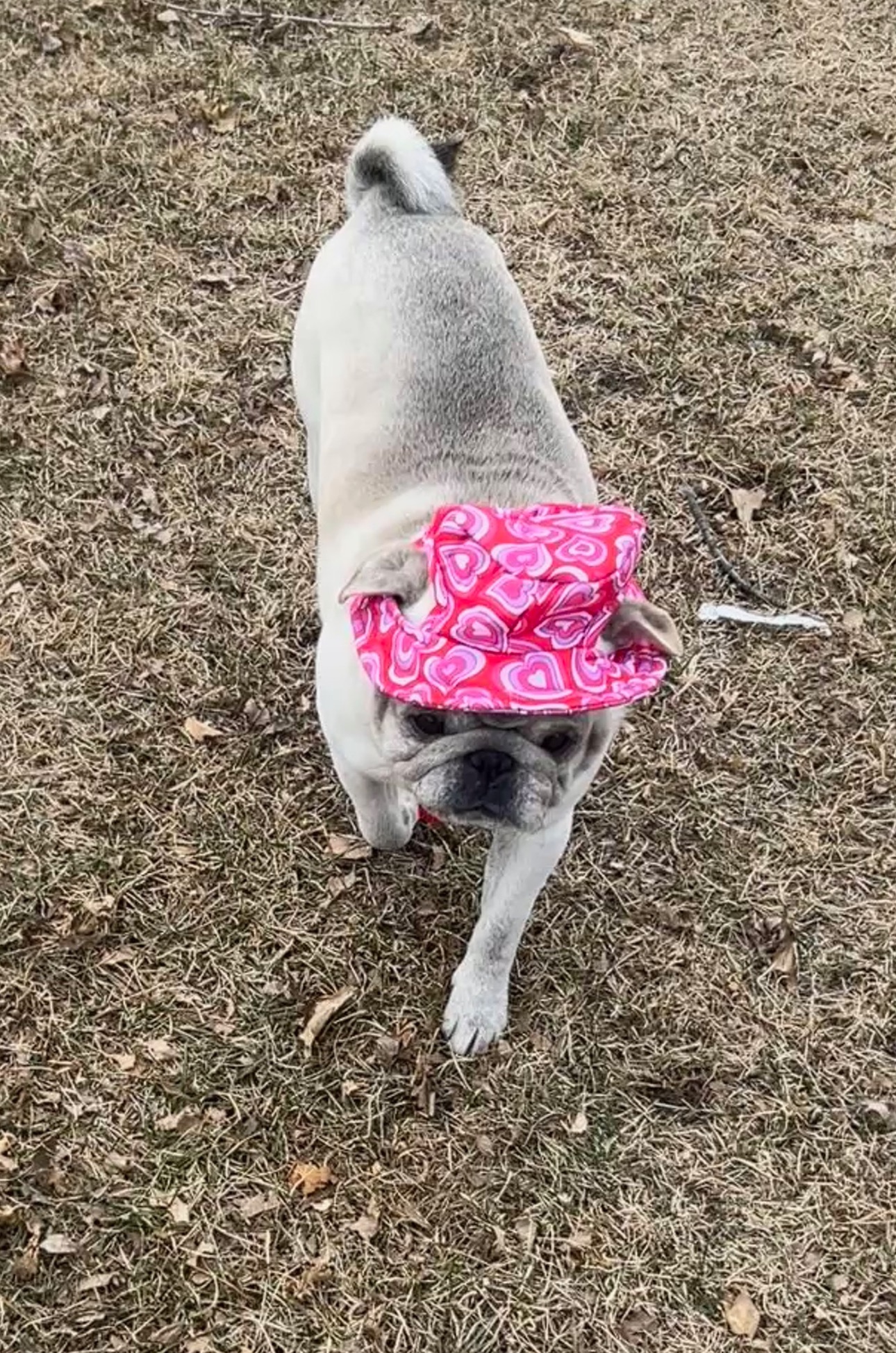 Help Tucker Get Life-Saving Surgery campaign photo, 2 of 7