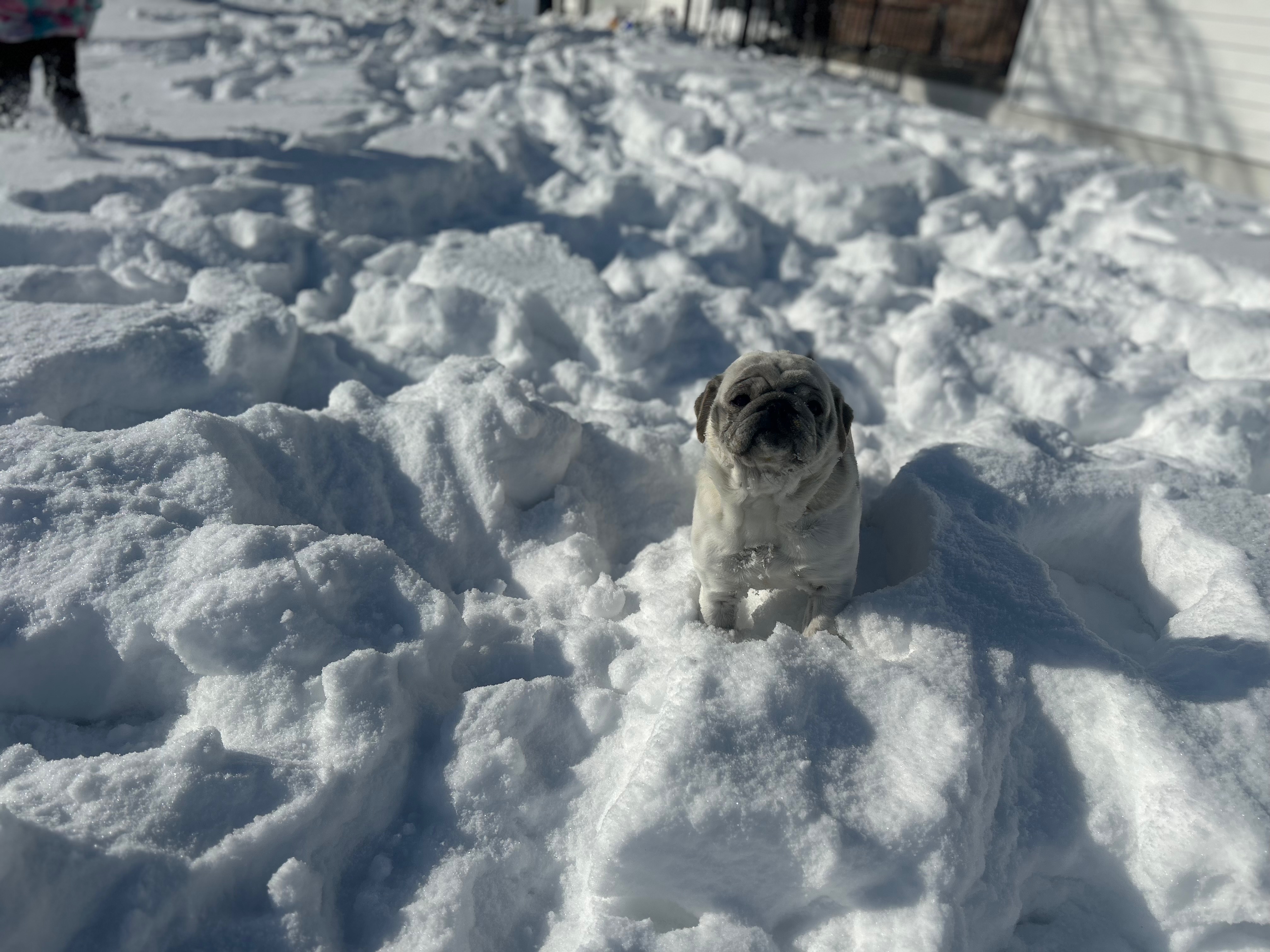 Help Tucker Get Life-Saving Surgery campaign photo, 4 of 7