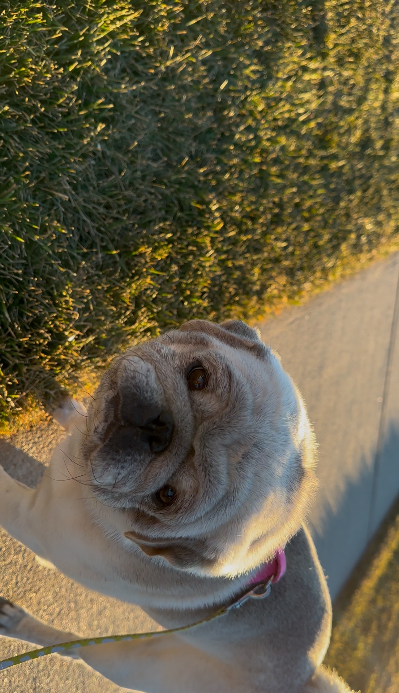 Help Tucker Get Life-Saving Surgery campaign photo, 5 of 7
