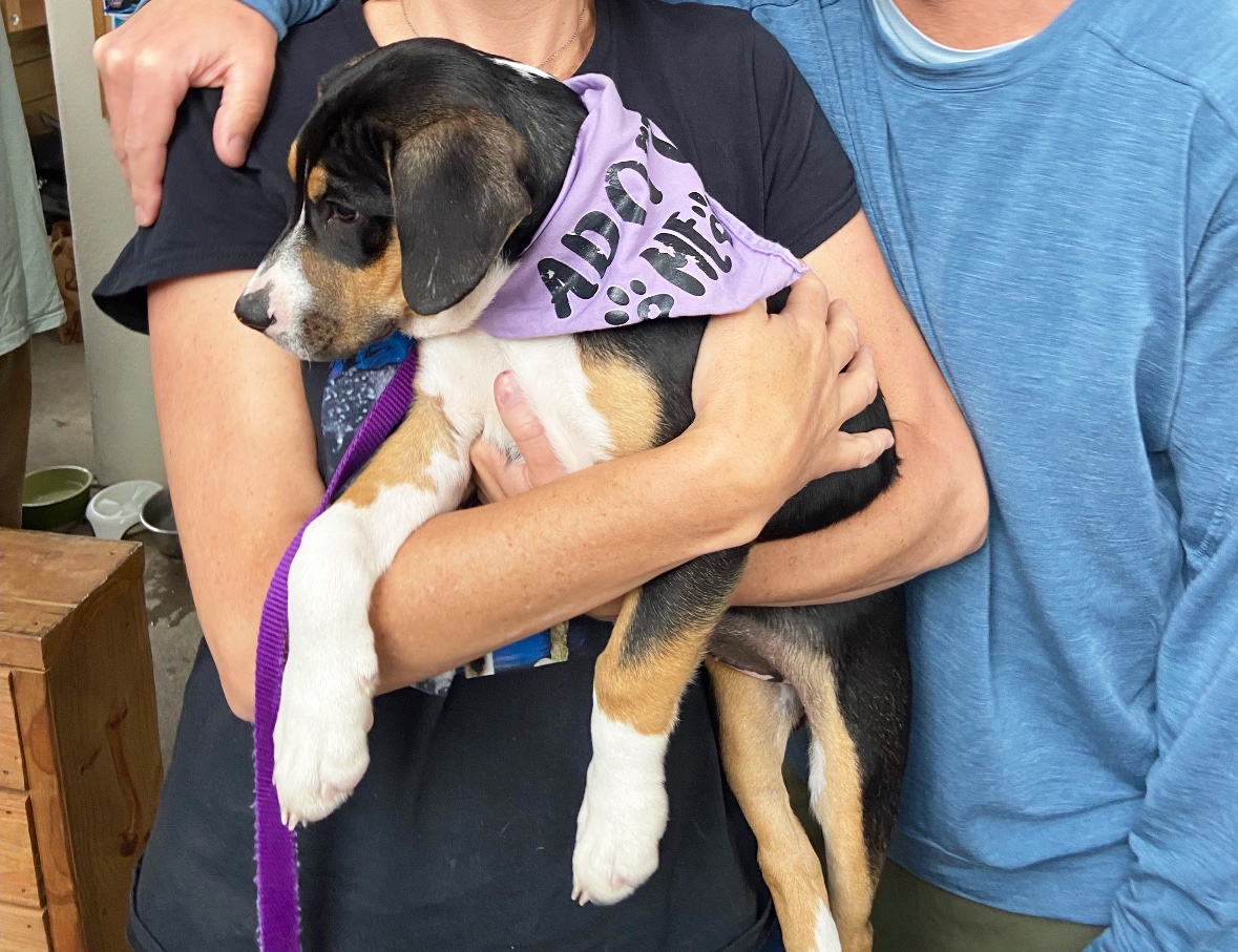 Support Eagle County Animal Shelter campaign photo, 4 of 6