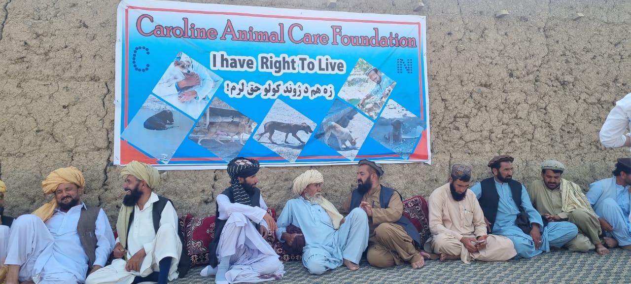 Foto van campagne Help the streetdogs in Afghanistan, 2 van 7
