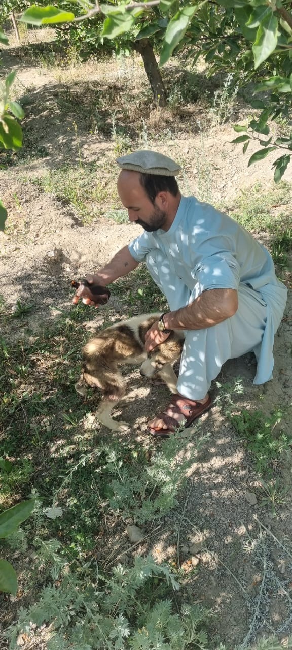 Foto van campagne Help the streetdogs in Afghanistan, 4 van 7
