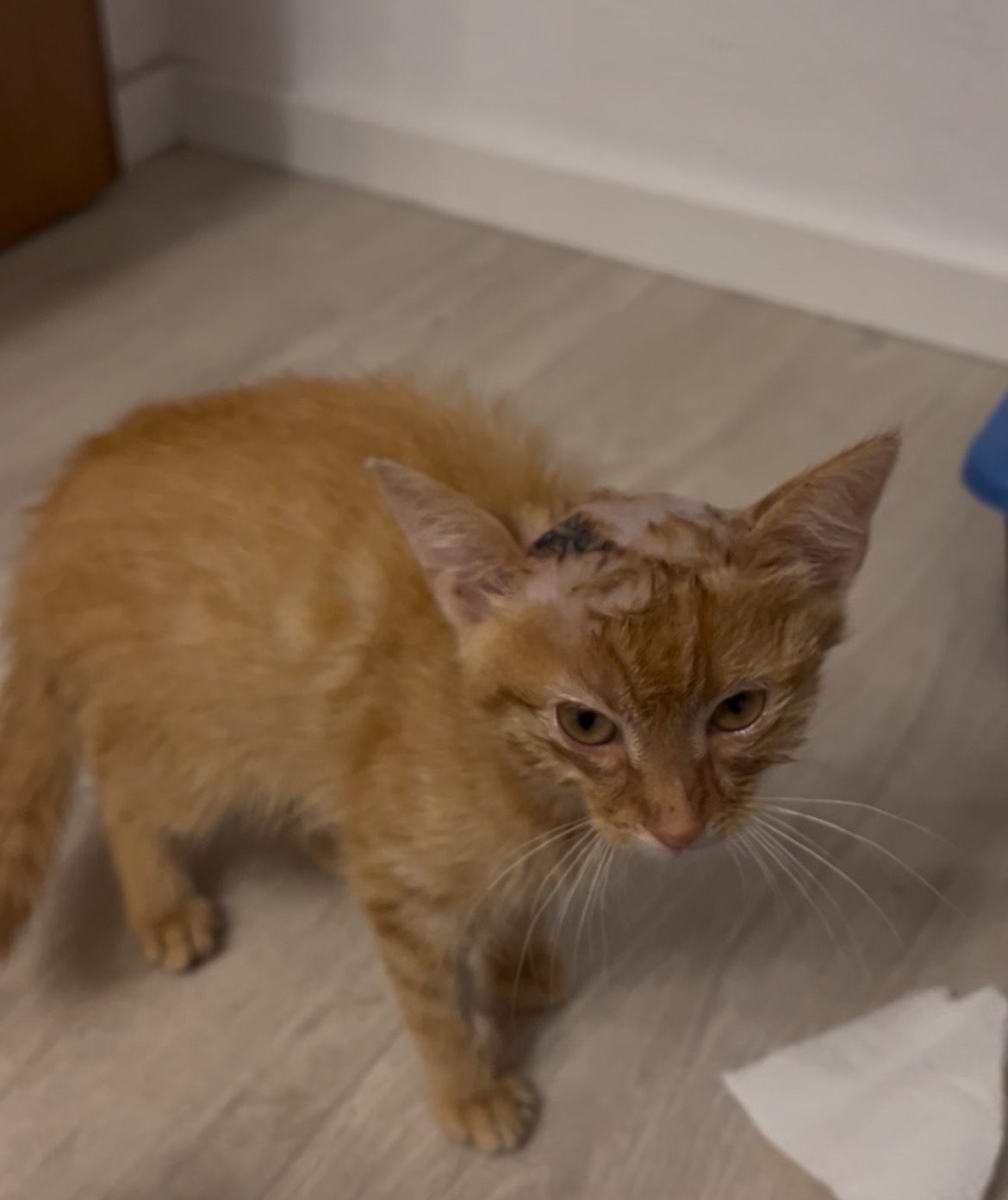 Simba – ein kleiner Kämpfer braucht unsere Hilfe campaign photo, 2 of 8