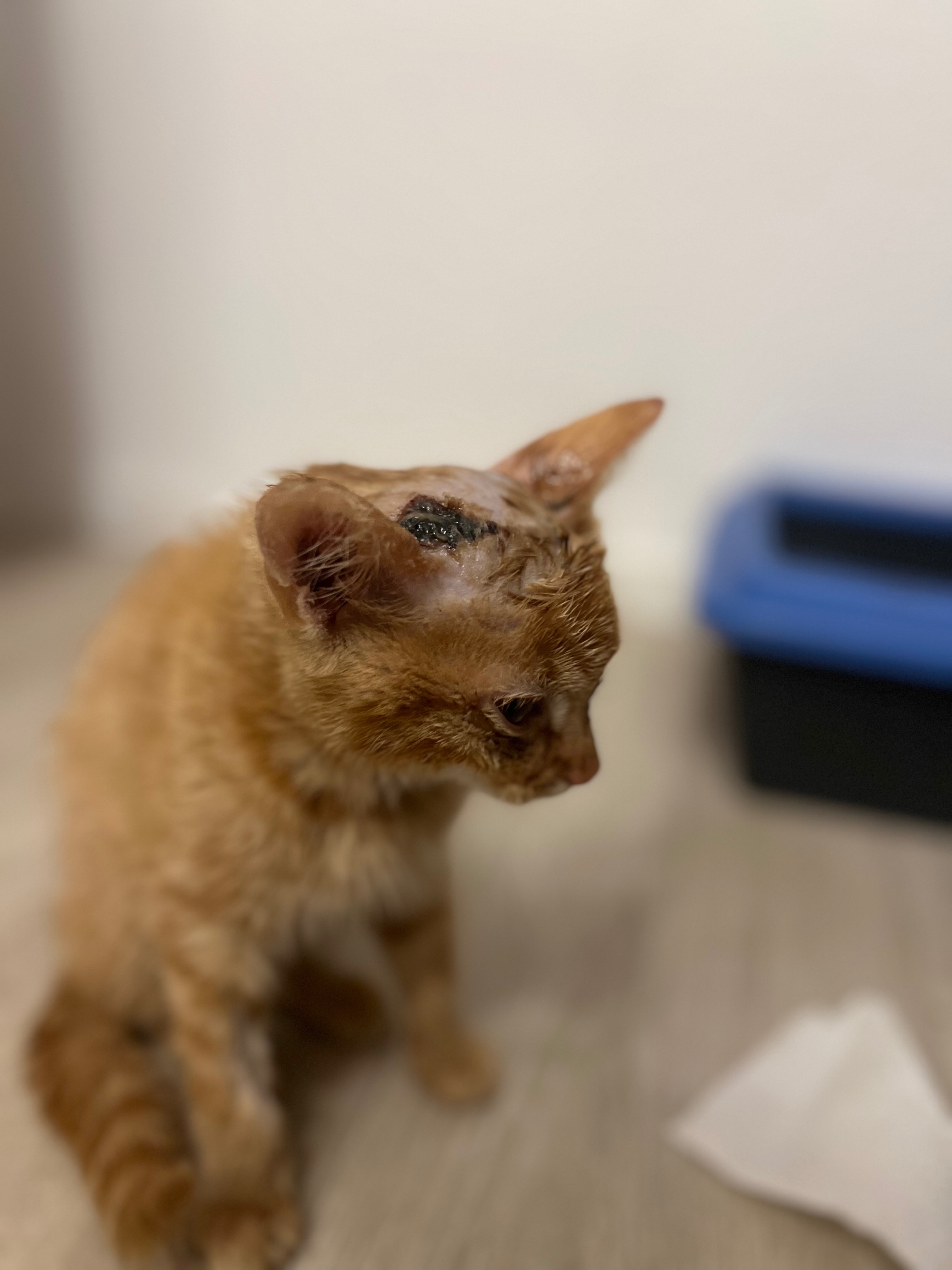 Simba – ein kleiner Kämpfer braucht unsere Hilfe campaign photo, 6 of 8