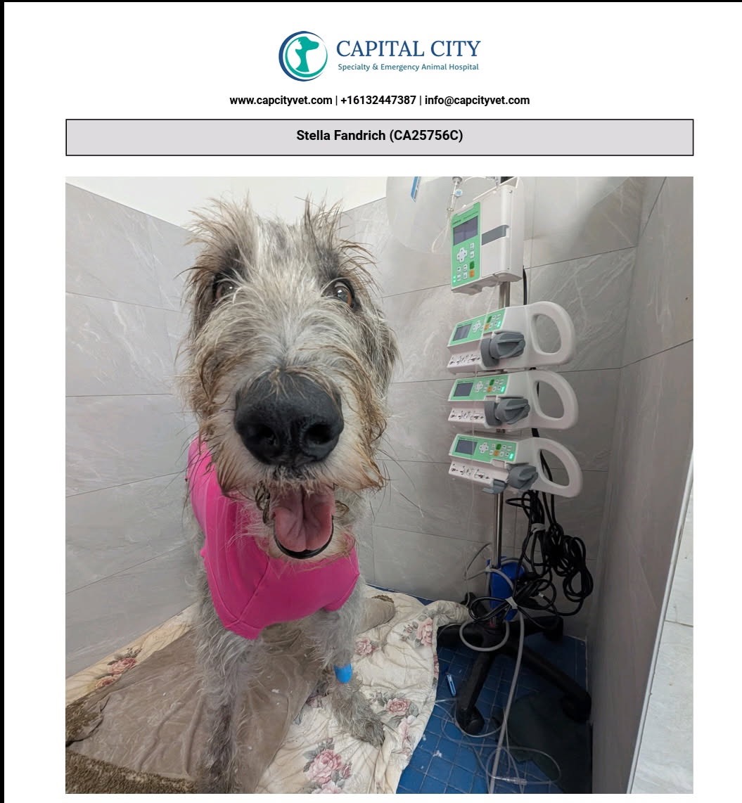 Helping Stella heal after her emergency surgery. campaign photo, 7 of 8